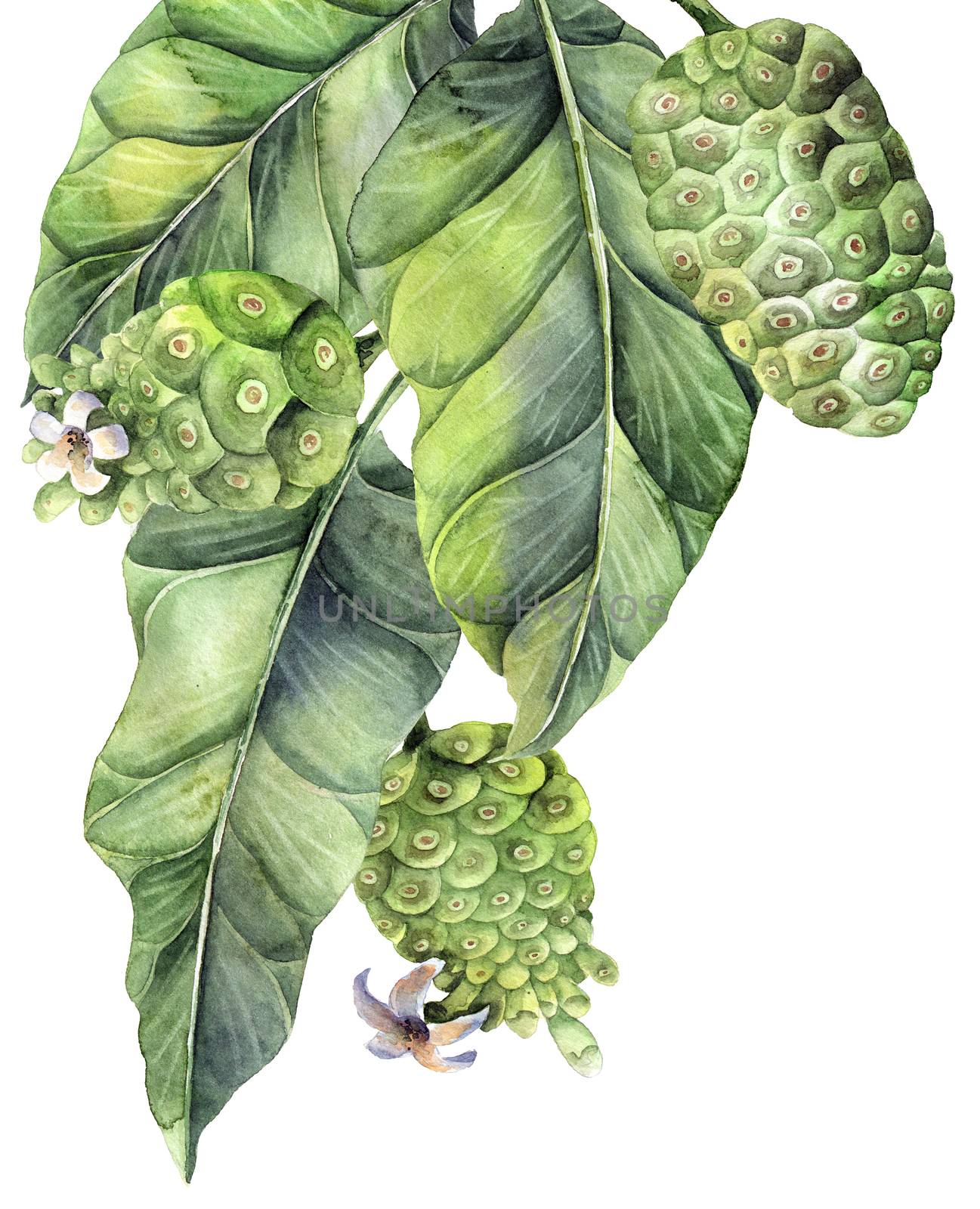 Watercolor painted illustration of noni fruits - leaves, fruits and flower buds. Illustrations on white background.