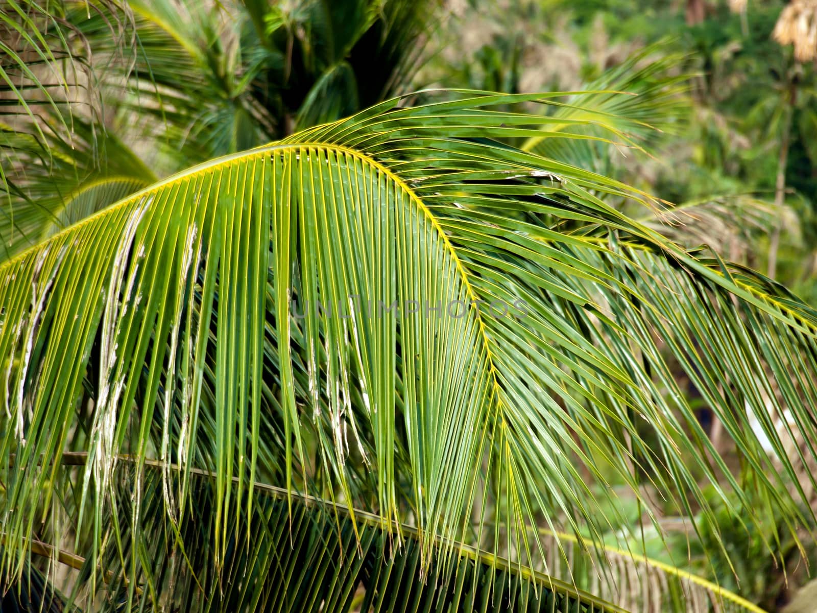 Close-up of the top of a palm tree 