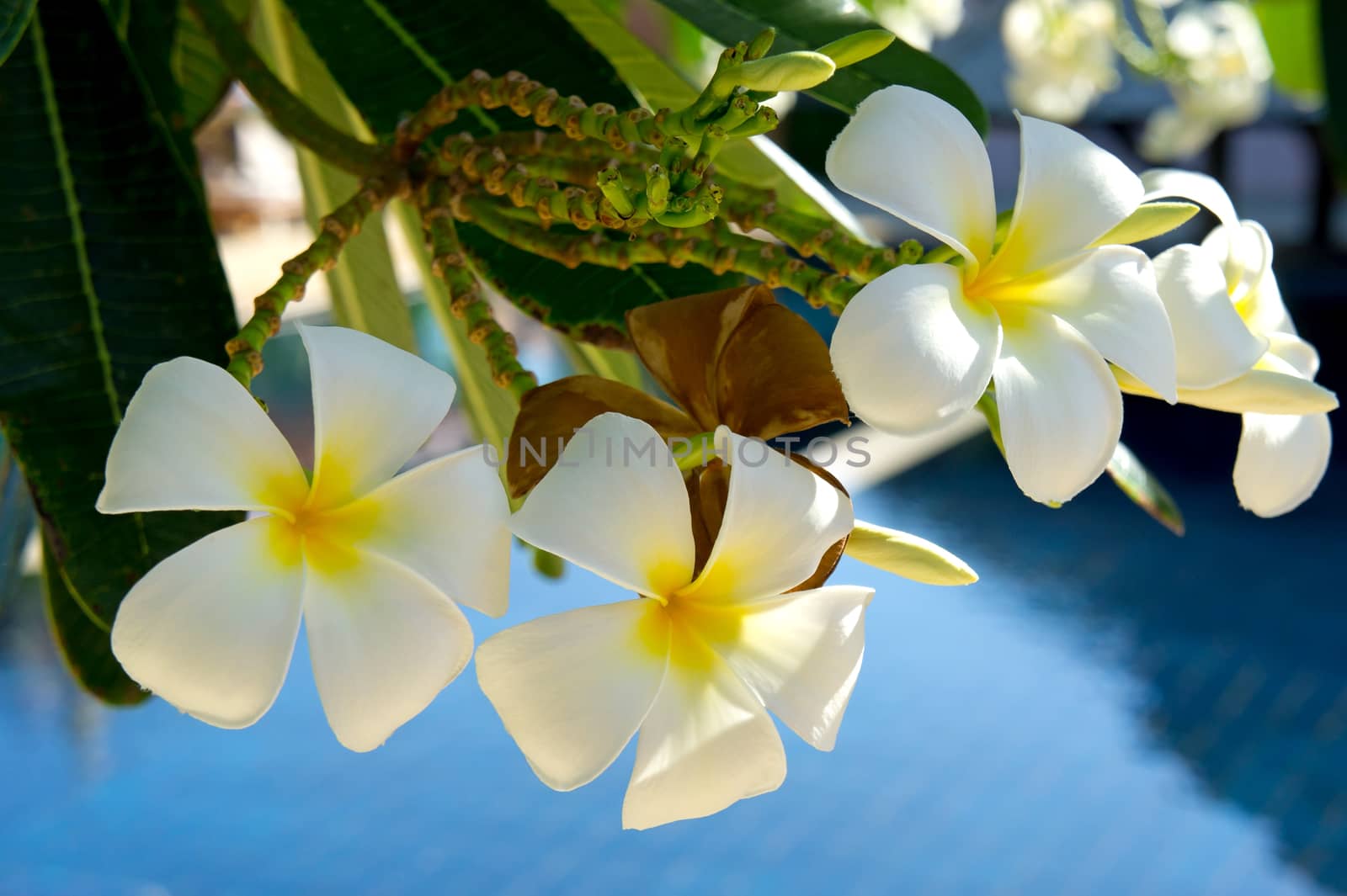 Close up view of white Plumeria - Frangipani tropical flowers