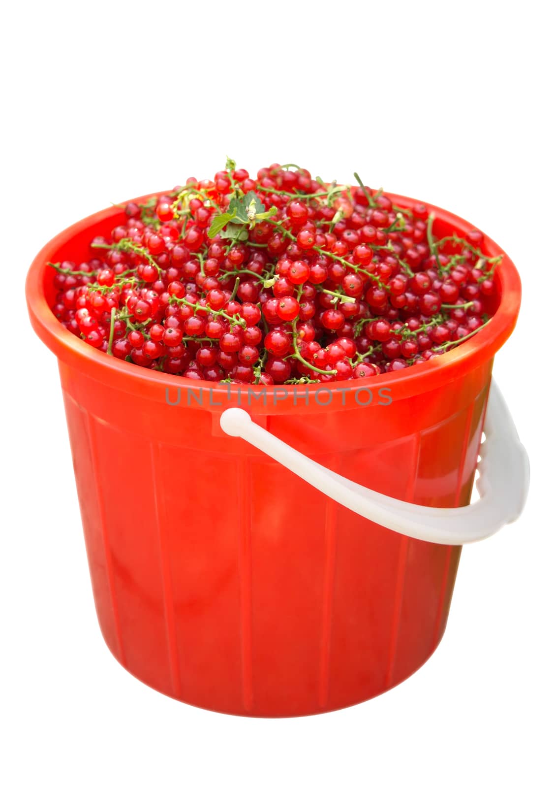 Fresh red currants in a plastic basket isolated on white. Clipping path included.
