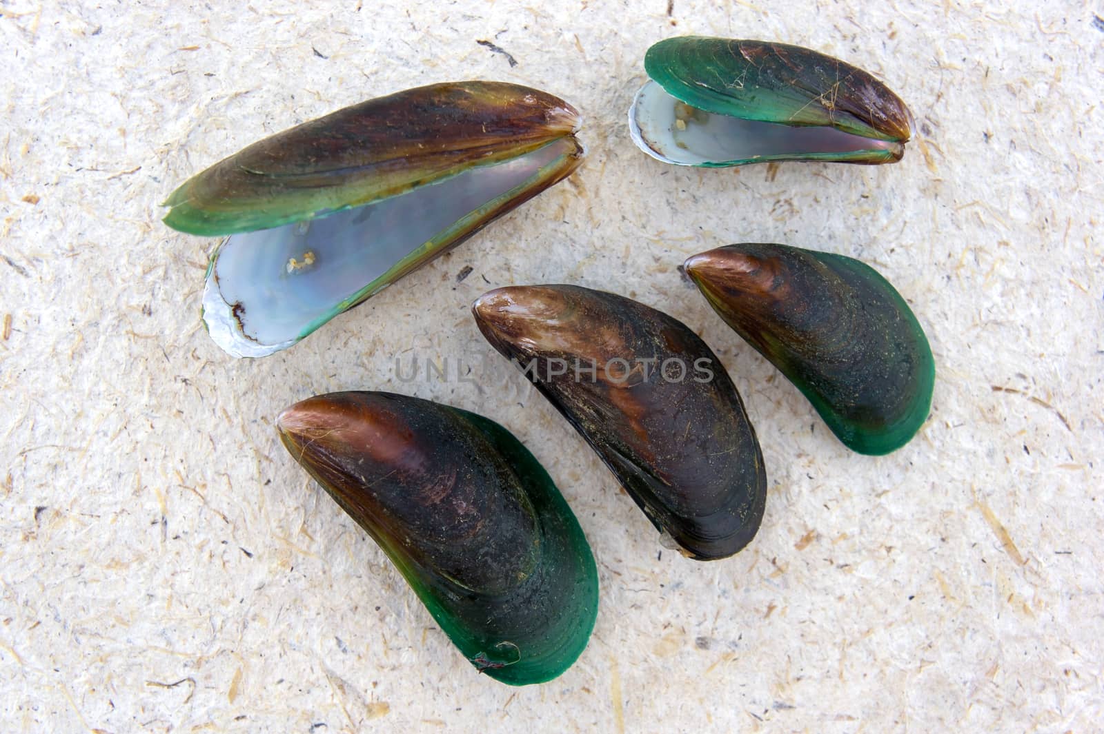 Mussels on the surface of coconut cardboard background.
