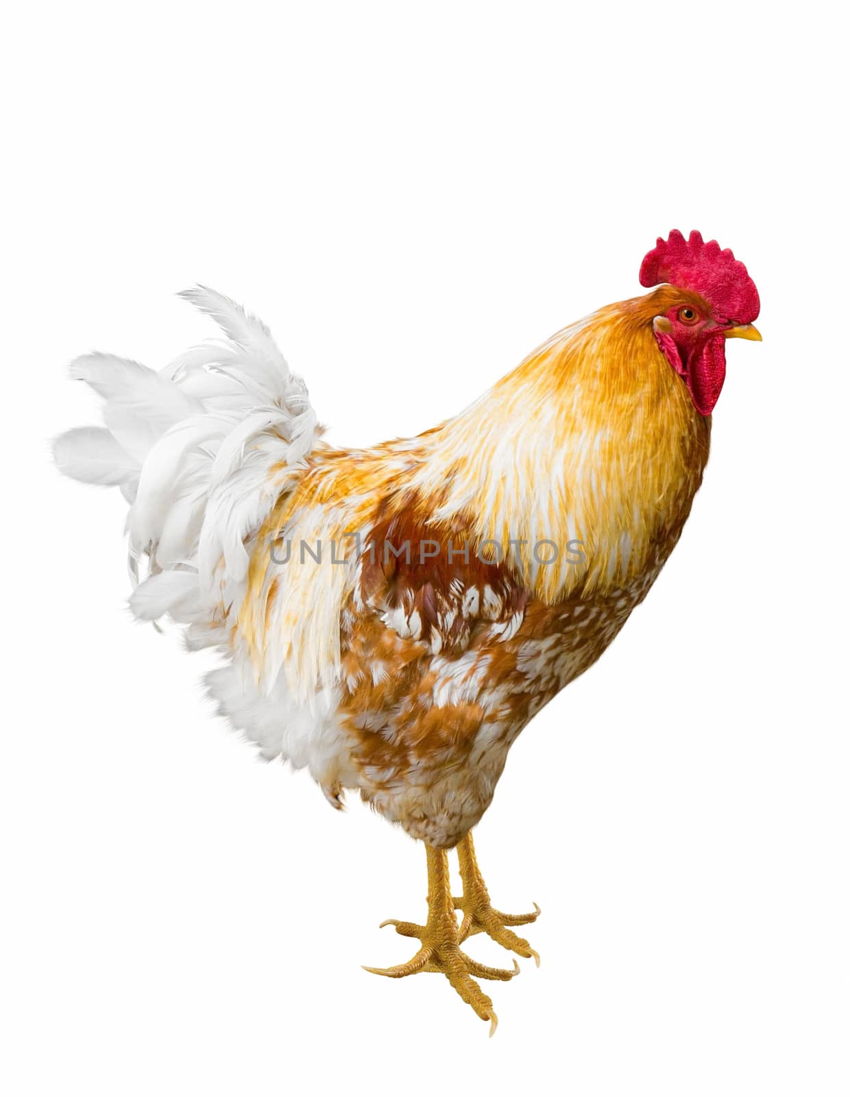 Beautiful Rooster isolated on white background.