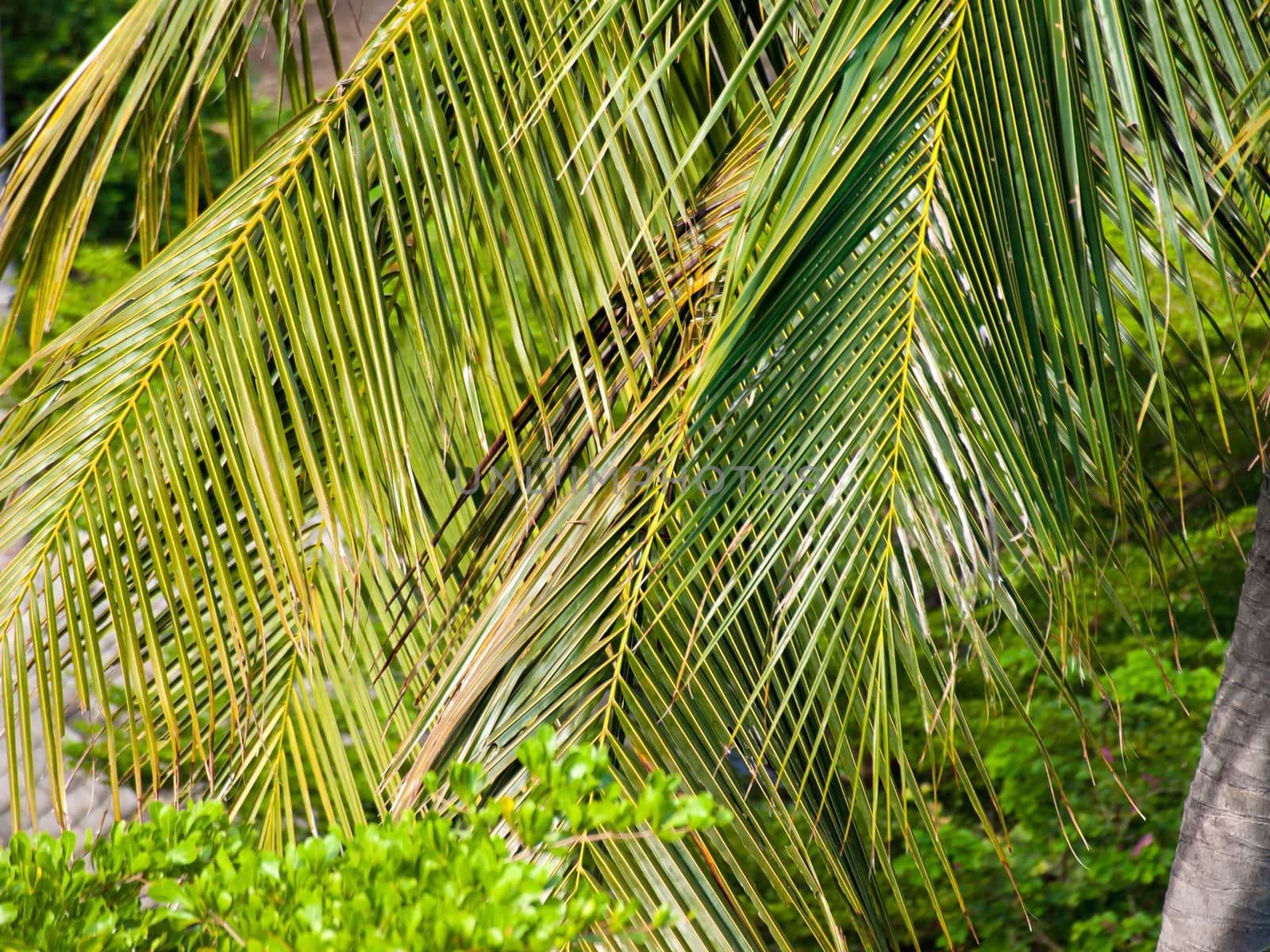 Close-up of the top of a palm tree 
