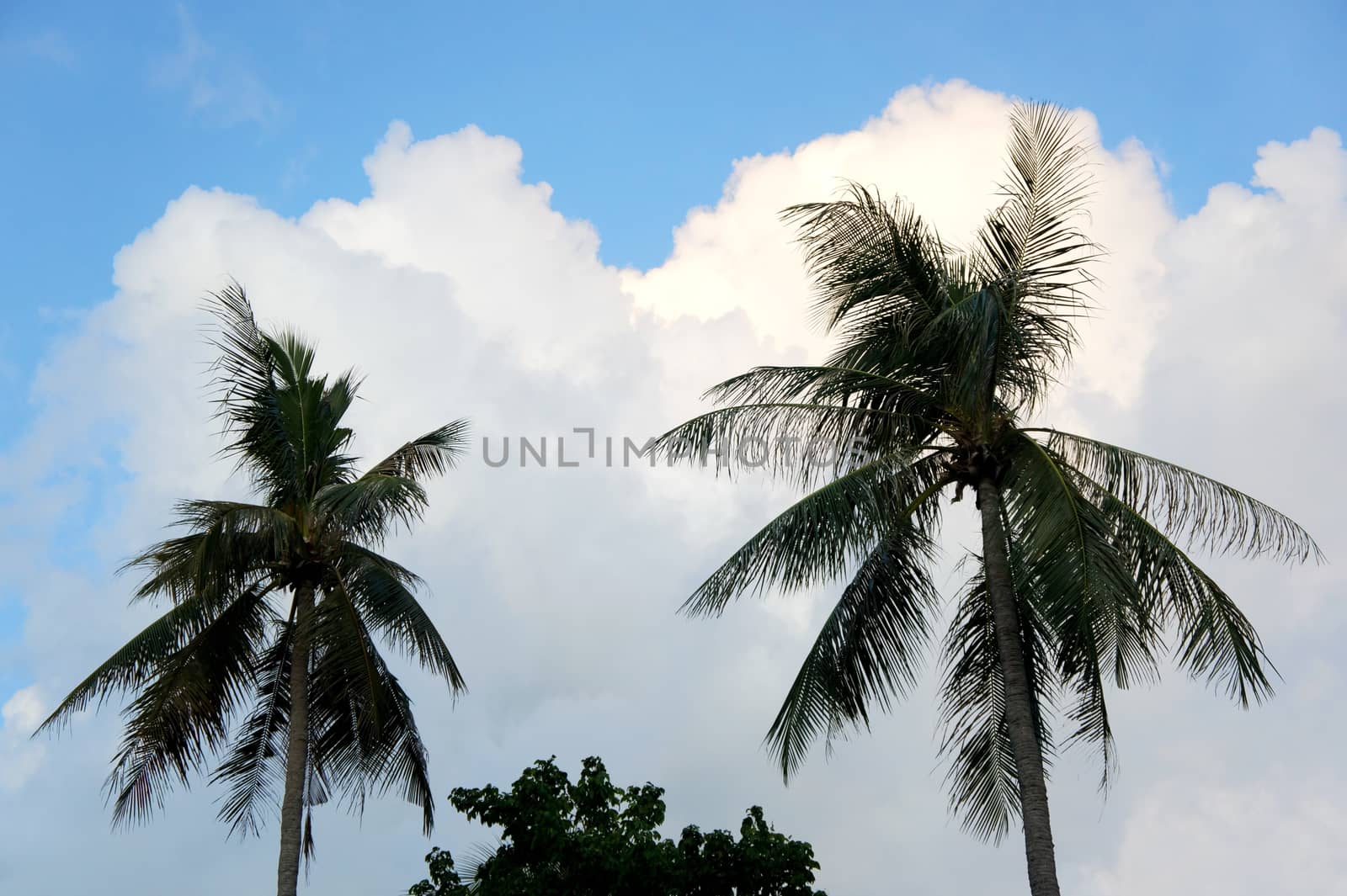 Tropical view - Palm tree against blue sky