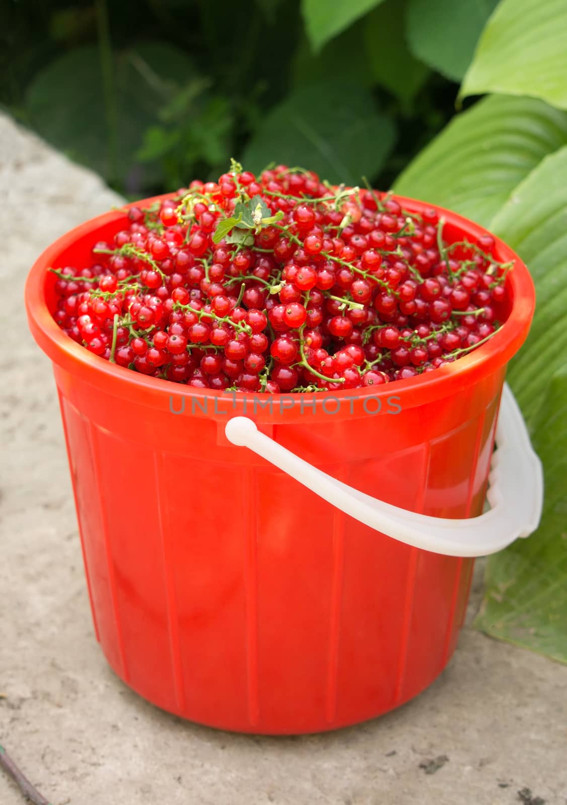 Fresh red currants in a plastic basket
