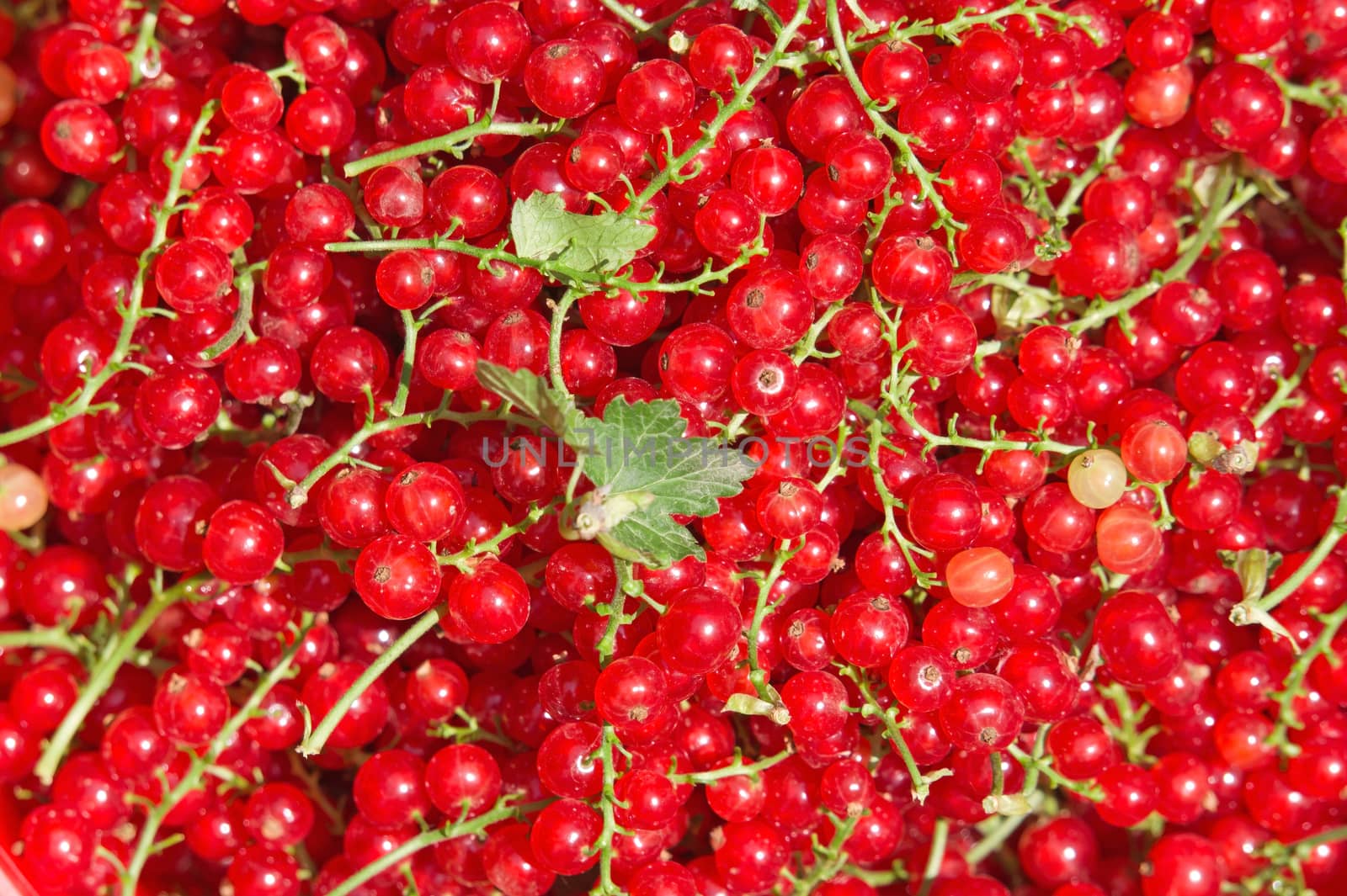 Background of natural red currant berries