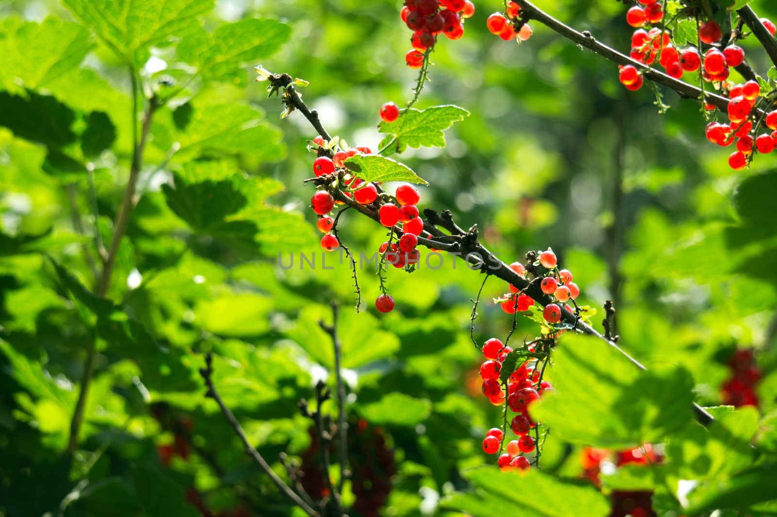 Wild fresh red currants on a branch