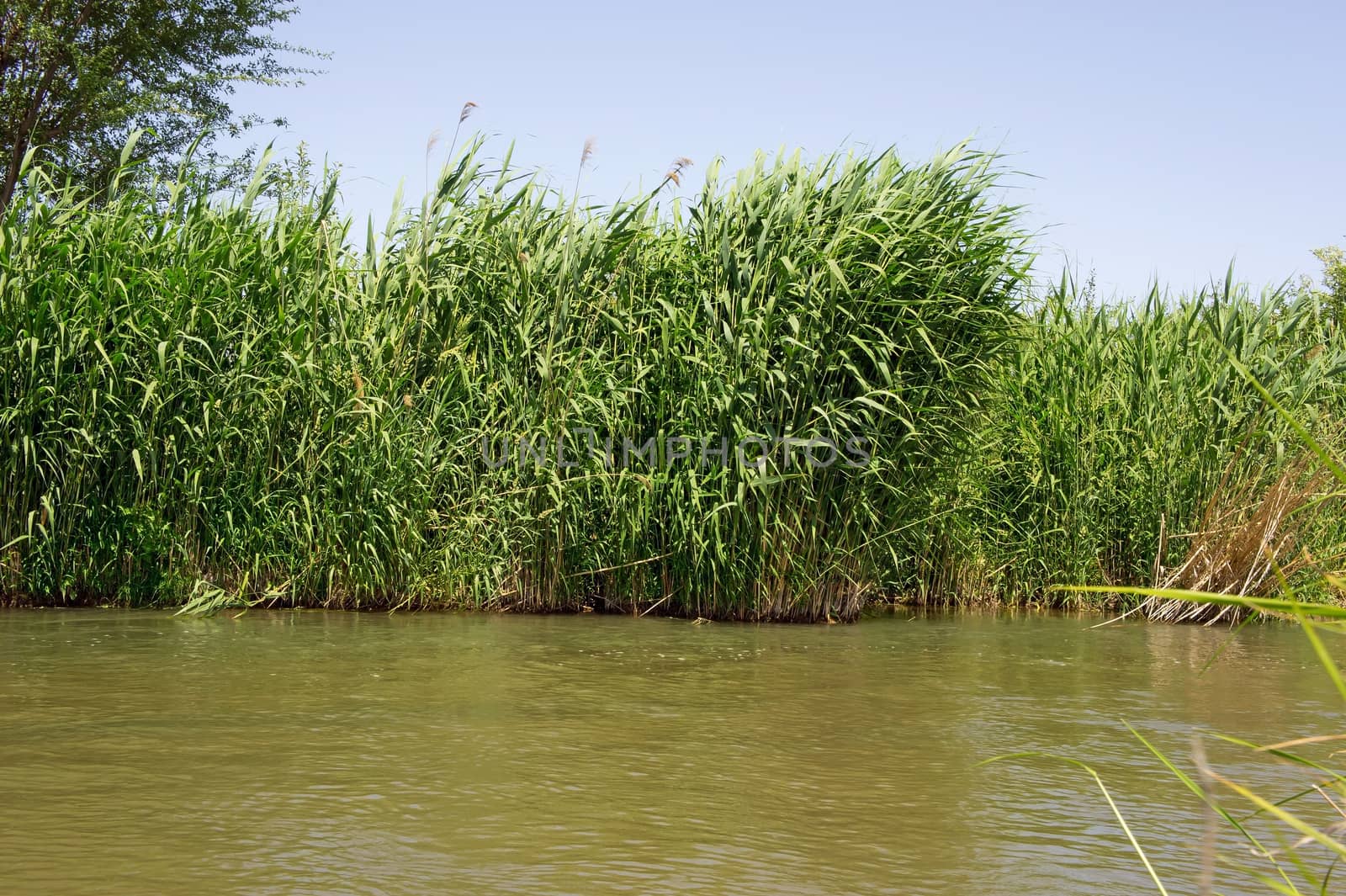 Green reeds leaves at river in sunny day