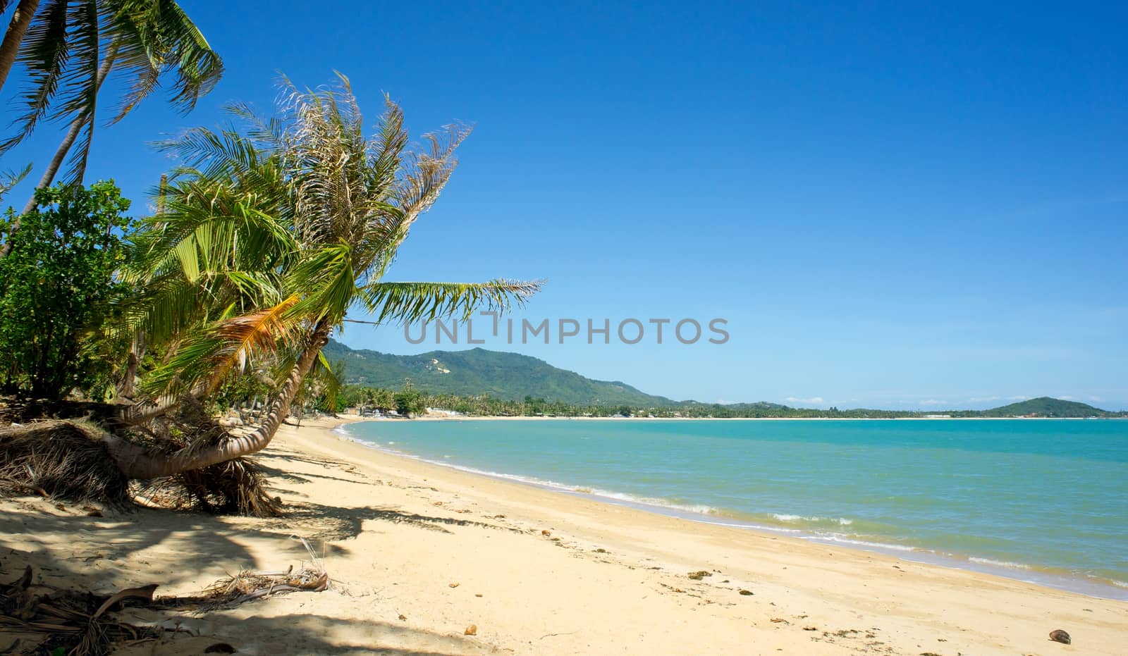 Tropical Beach Palm by Venakr
