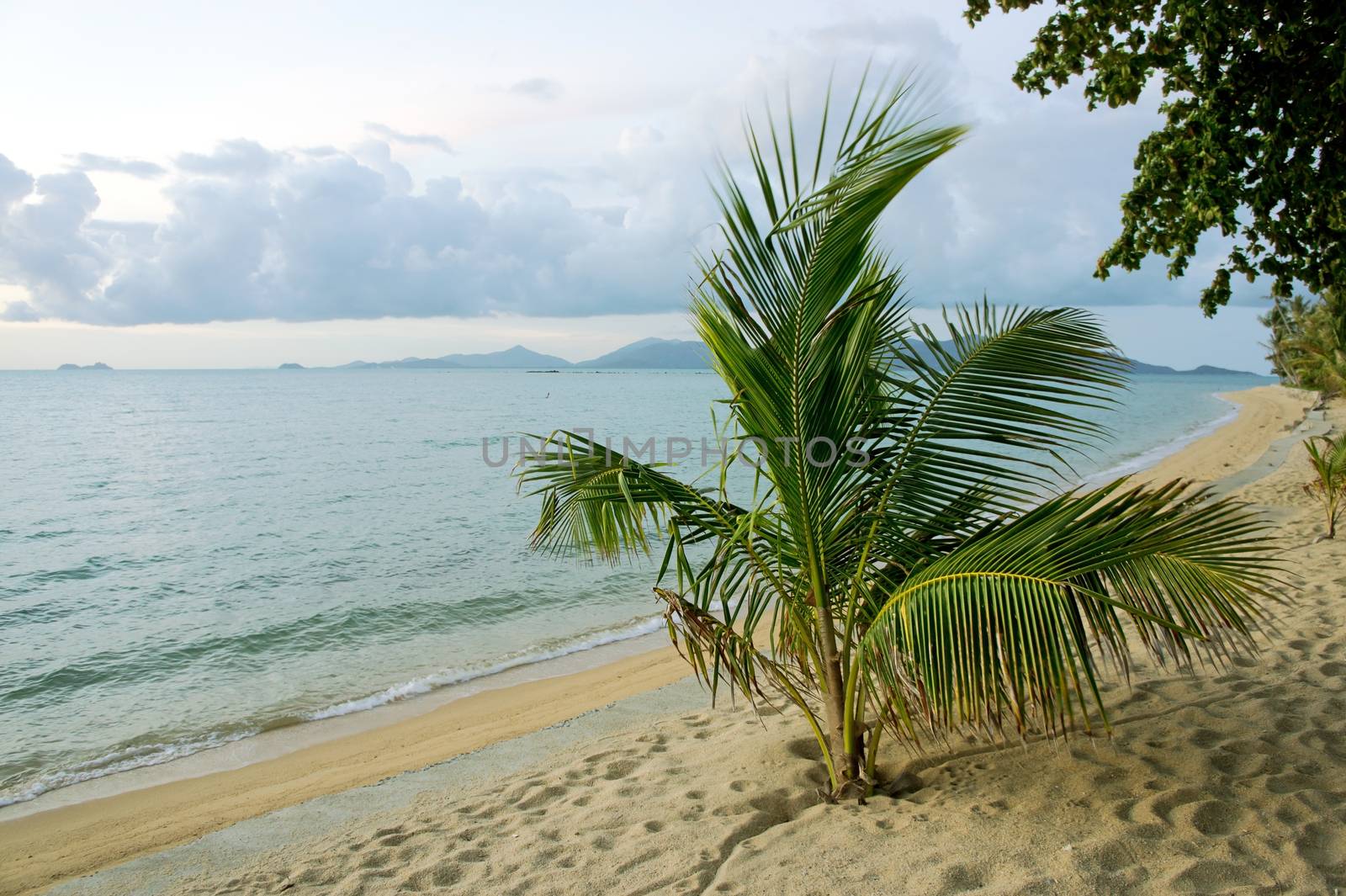 Tropical island sea and palm in the evening