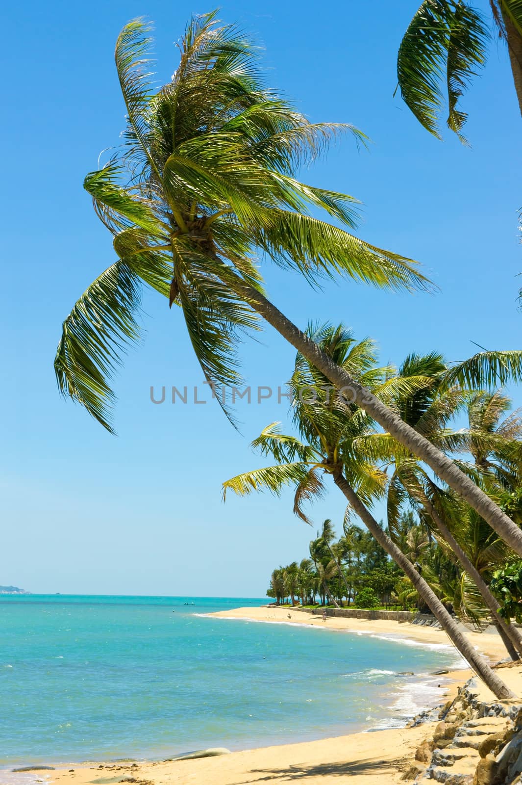 Tropical beach with coconut palm, Koh Samui, Thailand