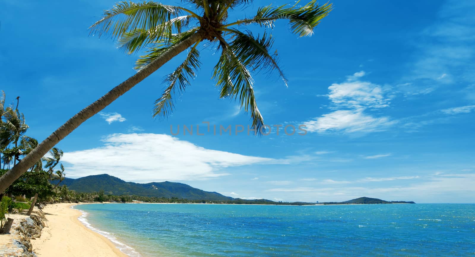 Tropical beach with coconut palm, Koh Samui, Thailand