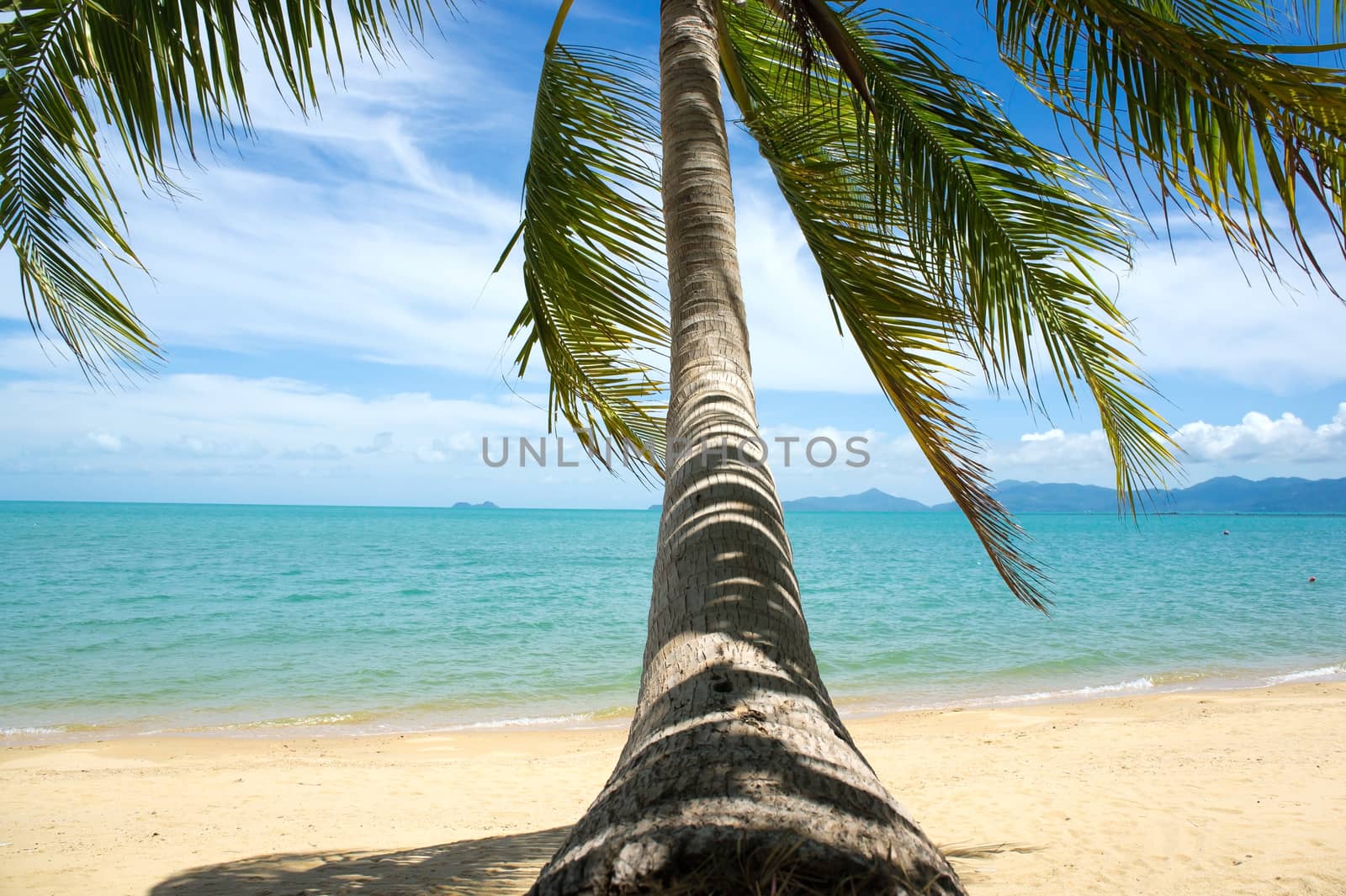 Tropical beach with coconut palm, Ko Samui, Thailand