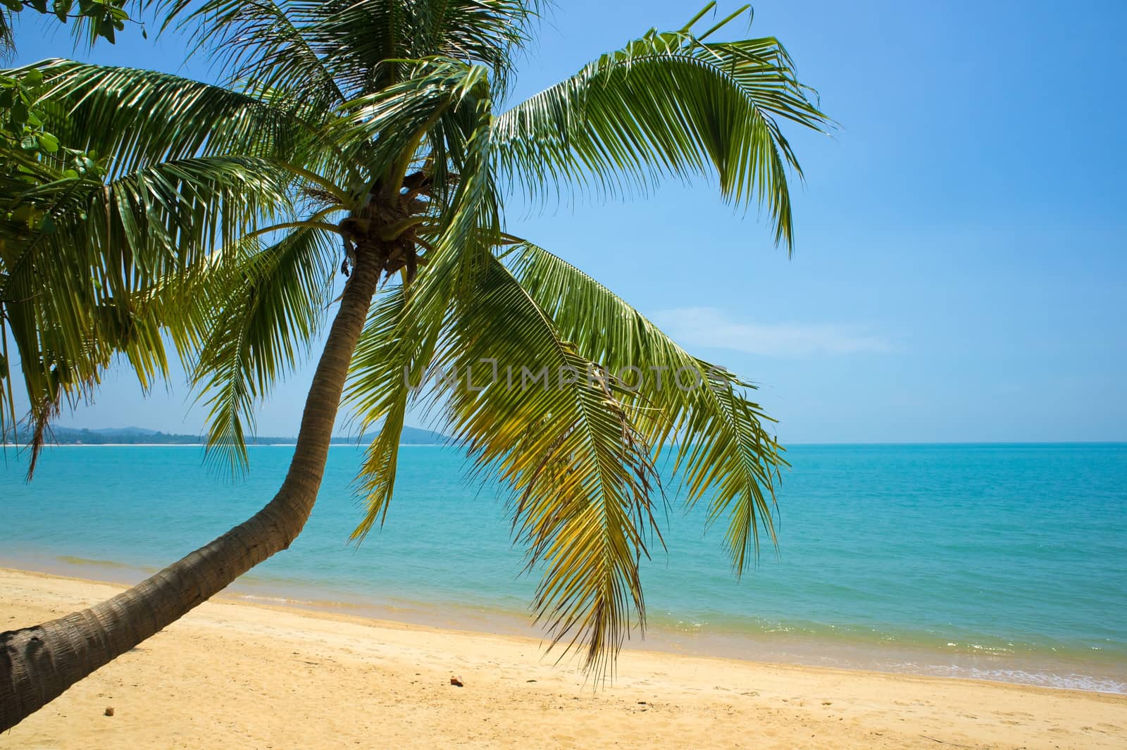 Tropical beach with coconut palm, Ko Samui, Thailand