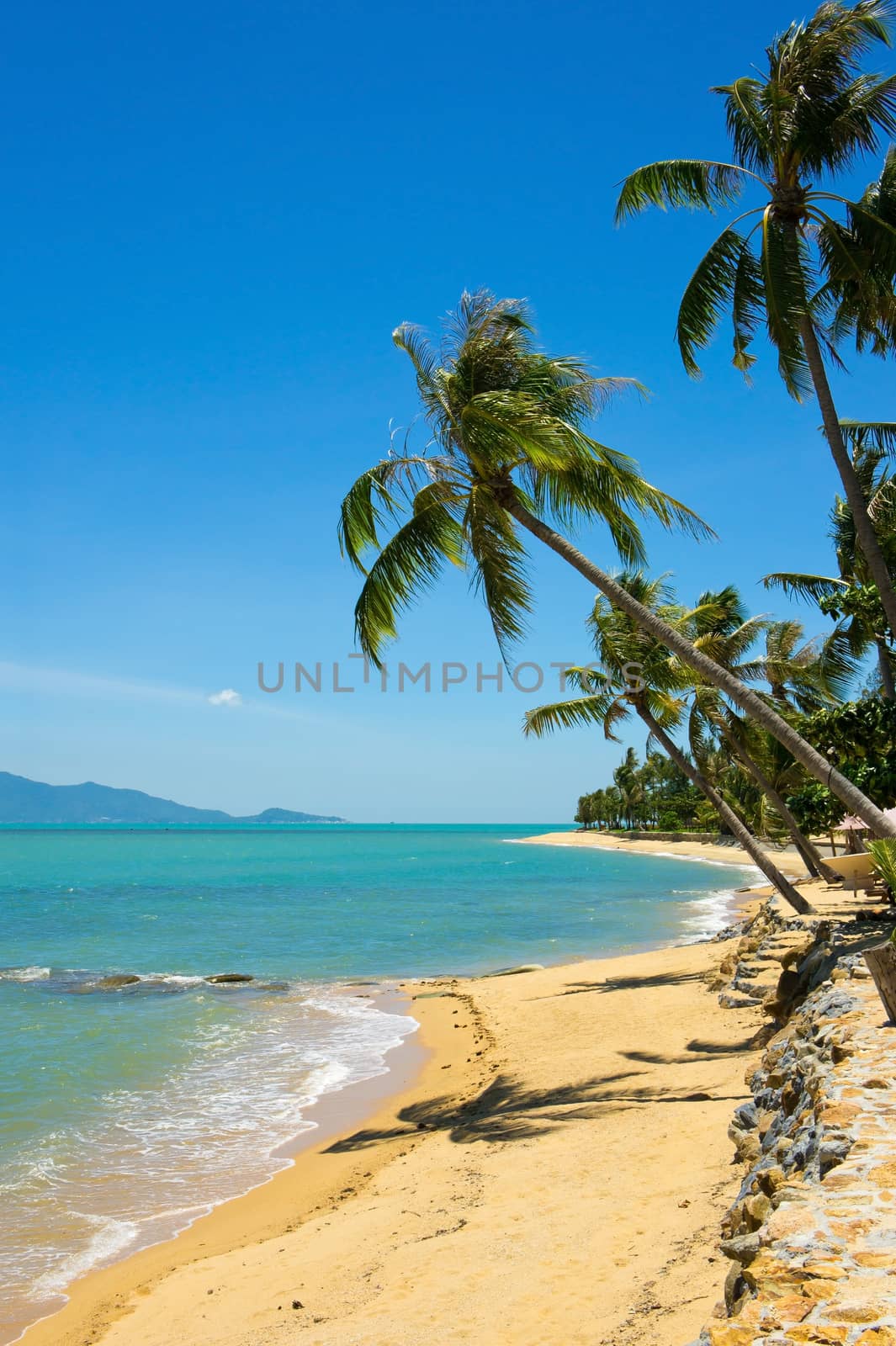 Tropical beach with coconut palm, Koh Samui, Thailand