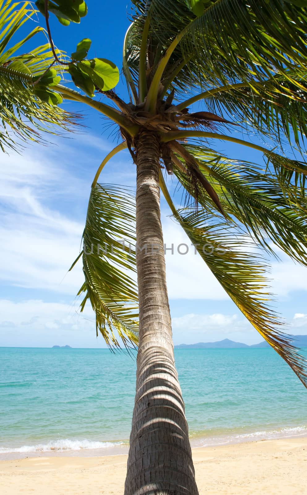 Tropical Beach Palm by Venakr