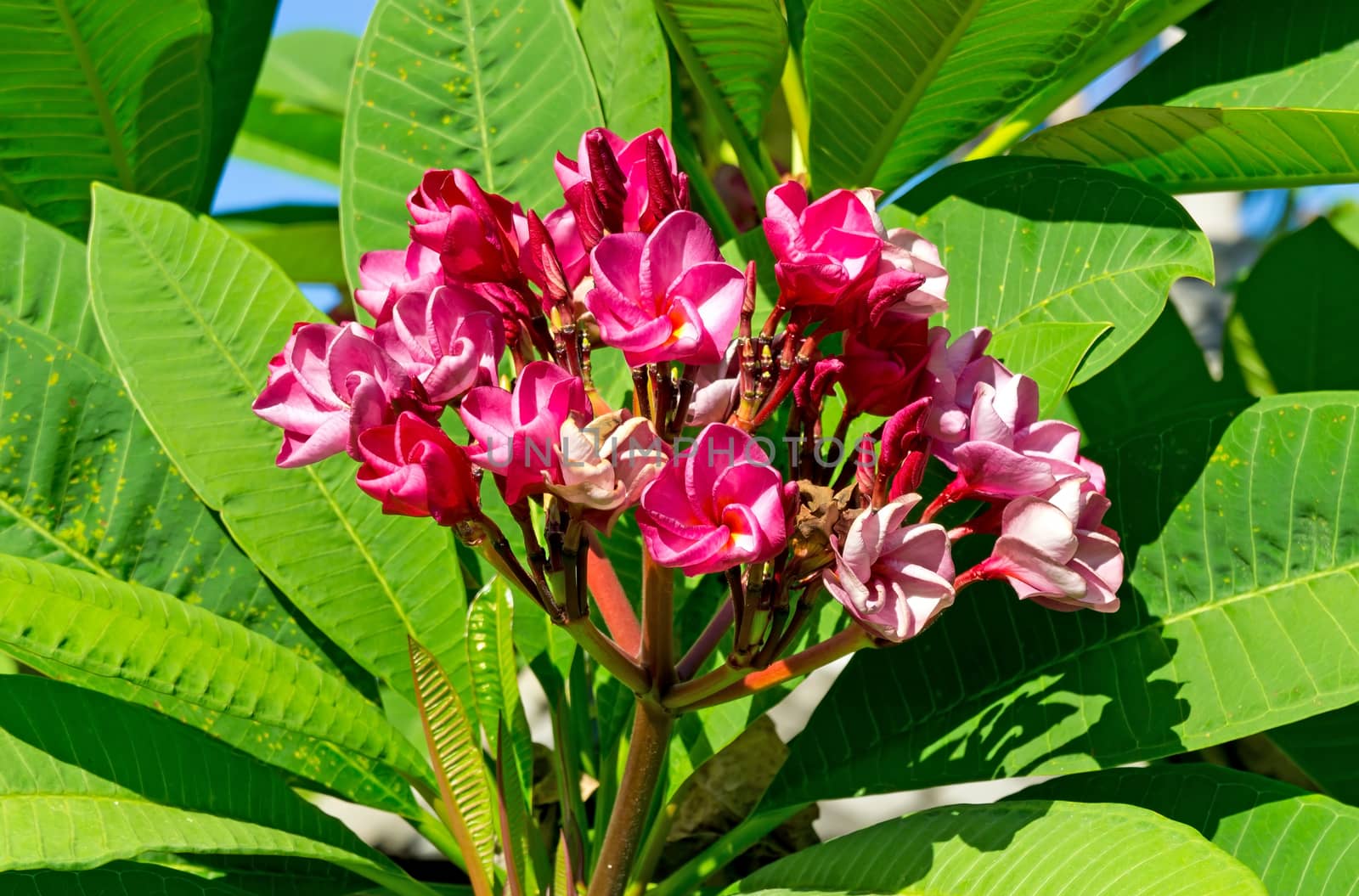 Red tropical flowers on the bush in sunny day