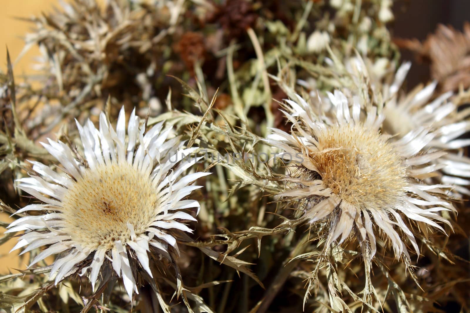 Dry thistles (carduus)