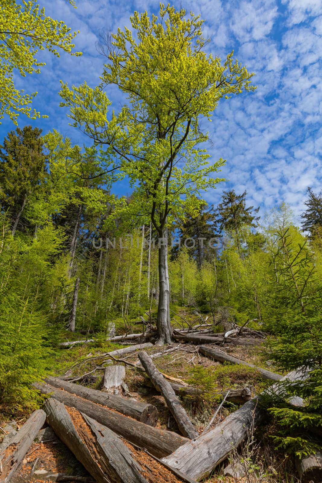 Forest in Stolowe Mountains National Park in Kudowa-Zdroj, Poland. A popular destination for trips in Poland.