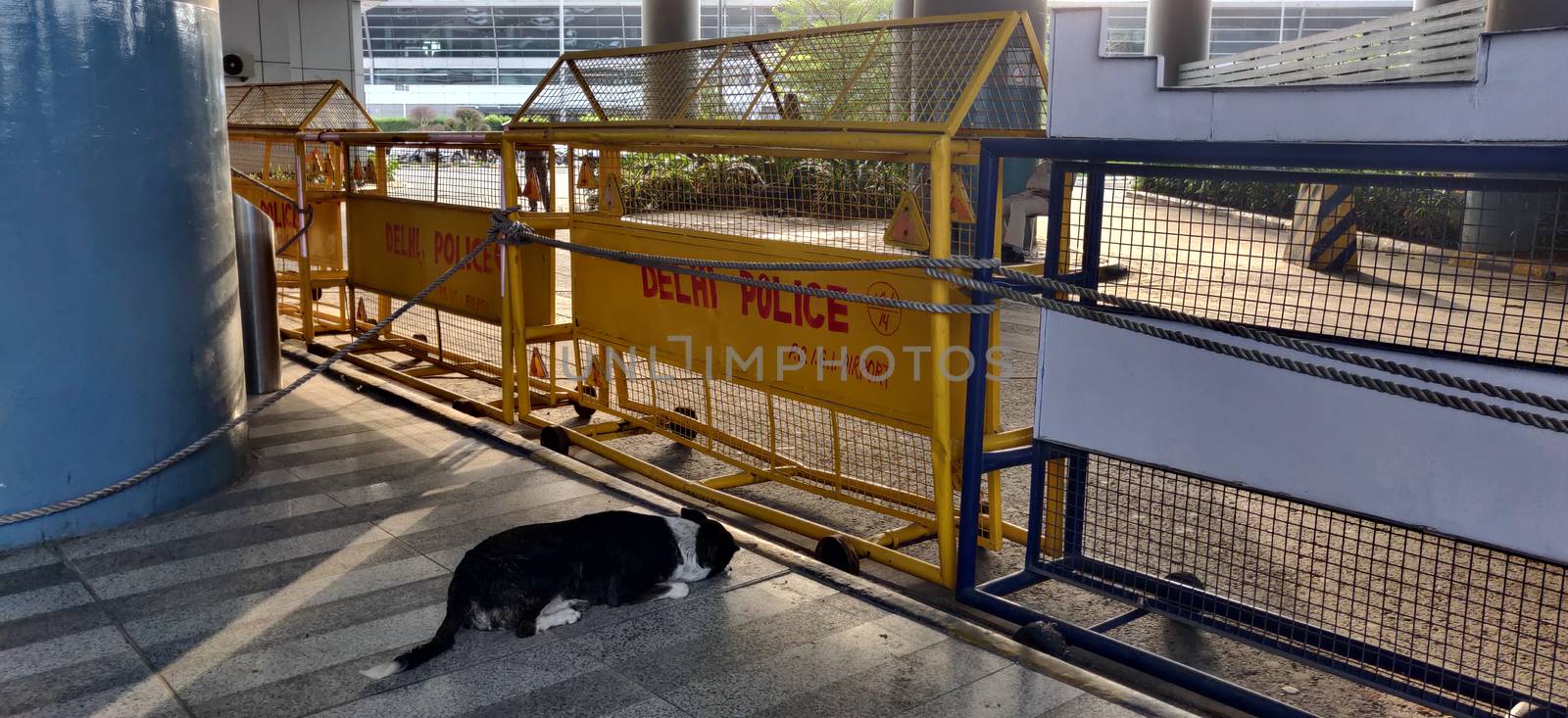 A street dog is waiting for humans and passengers to give him treats and hugs from behind the police barricades put on Terminal 3 during corona virus pandemic in Indira Gandhi International Airport in Delhi