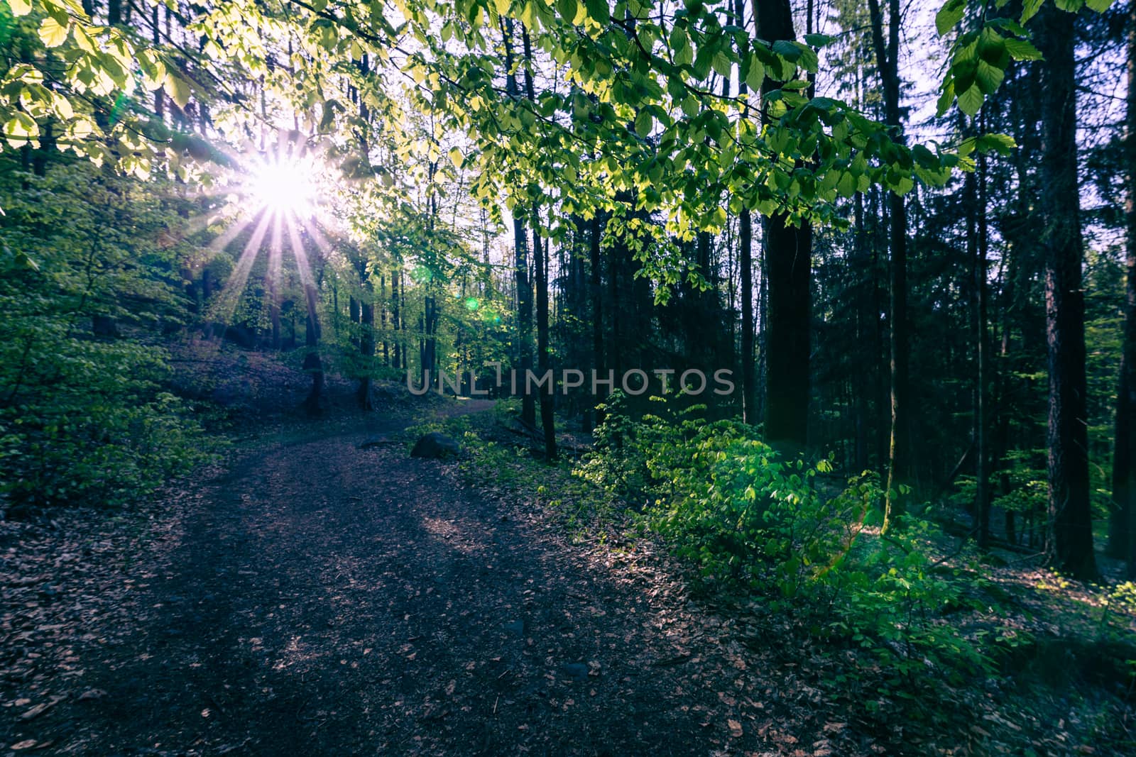 Forest in Stolowe Mountains National Park in Kudowa-Zdroj, Polan by mariusz_prusaczyk