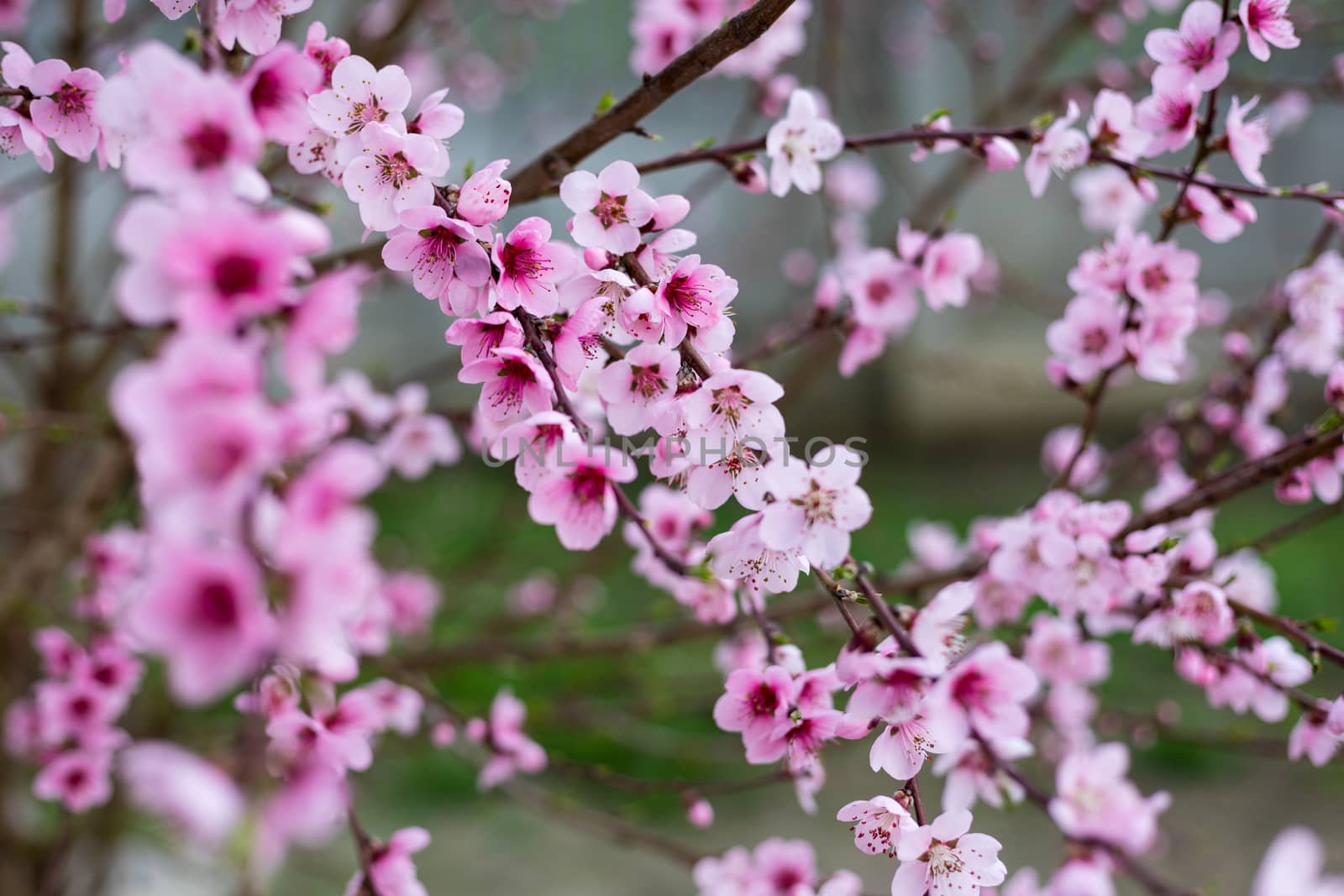 Spring border background with blossom, close-up. Abstract floral by DaLiu