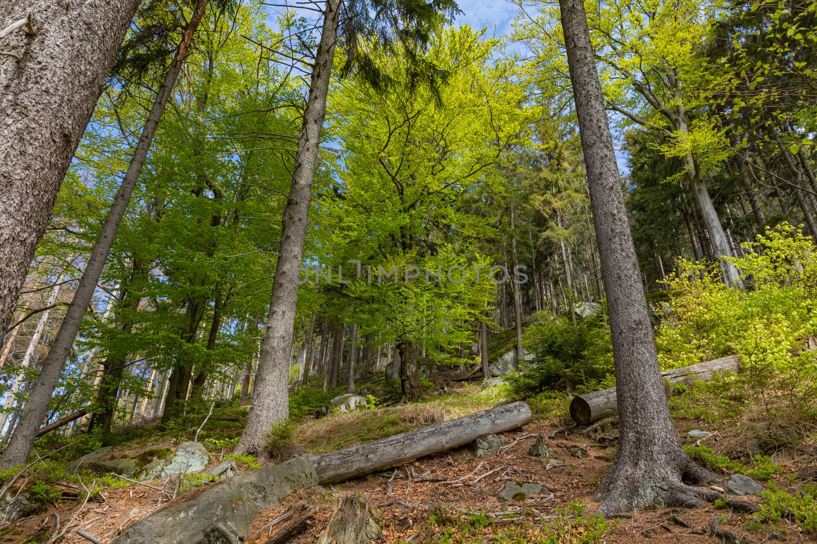 Forest in Stolowe Mountains National Park in Kudowa-Zdroj, Poland. A popular destination for trips in Poland.