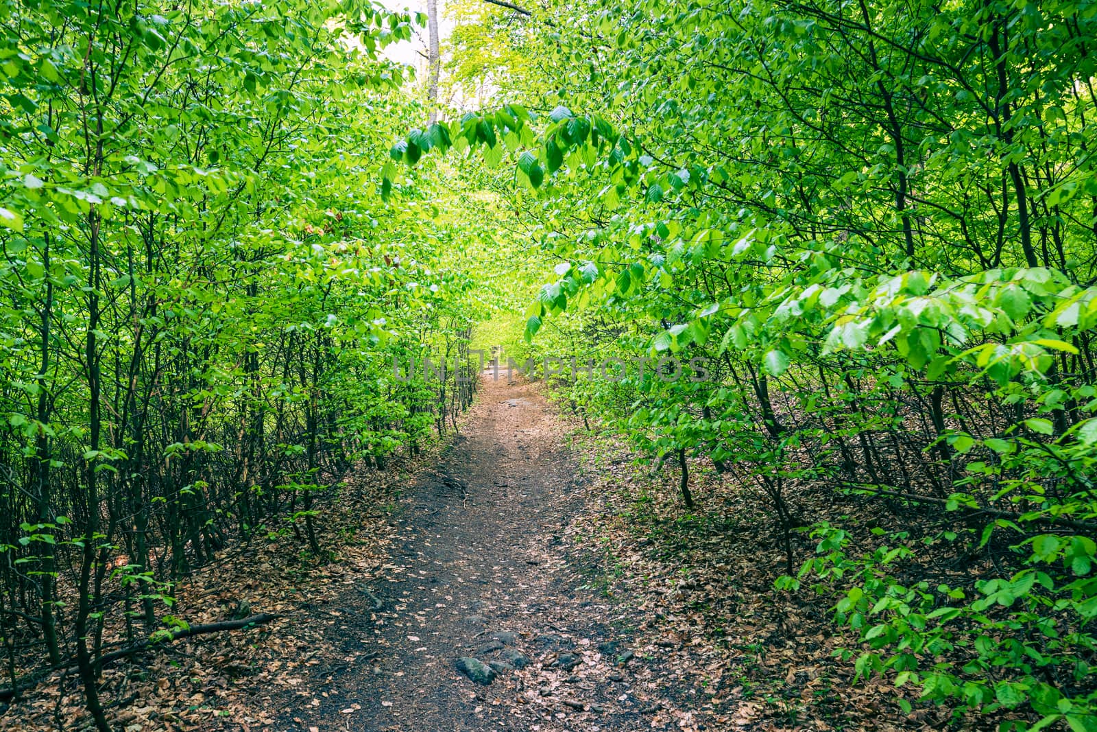 Forest in Stolowe Mountains National Park in Kudowa-Zdroj, Poland. A popular destination for trips in Poland.