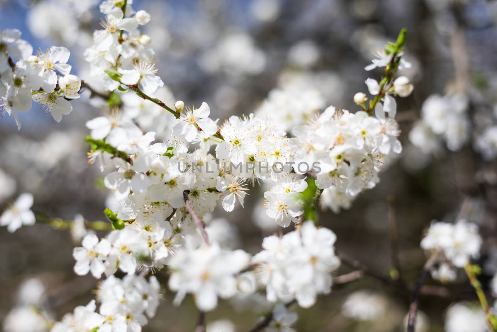 Flowering cherry against a blue sky. Cherry blossoms. Spring bac by DaLiu