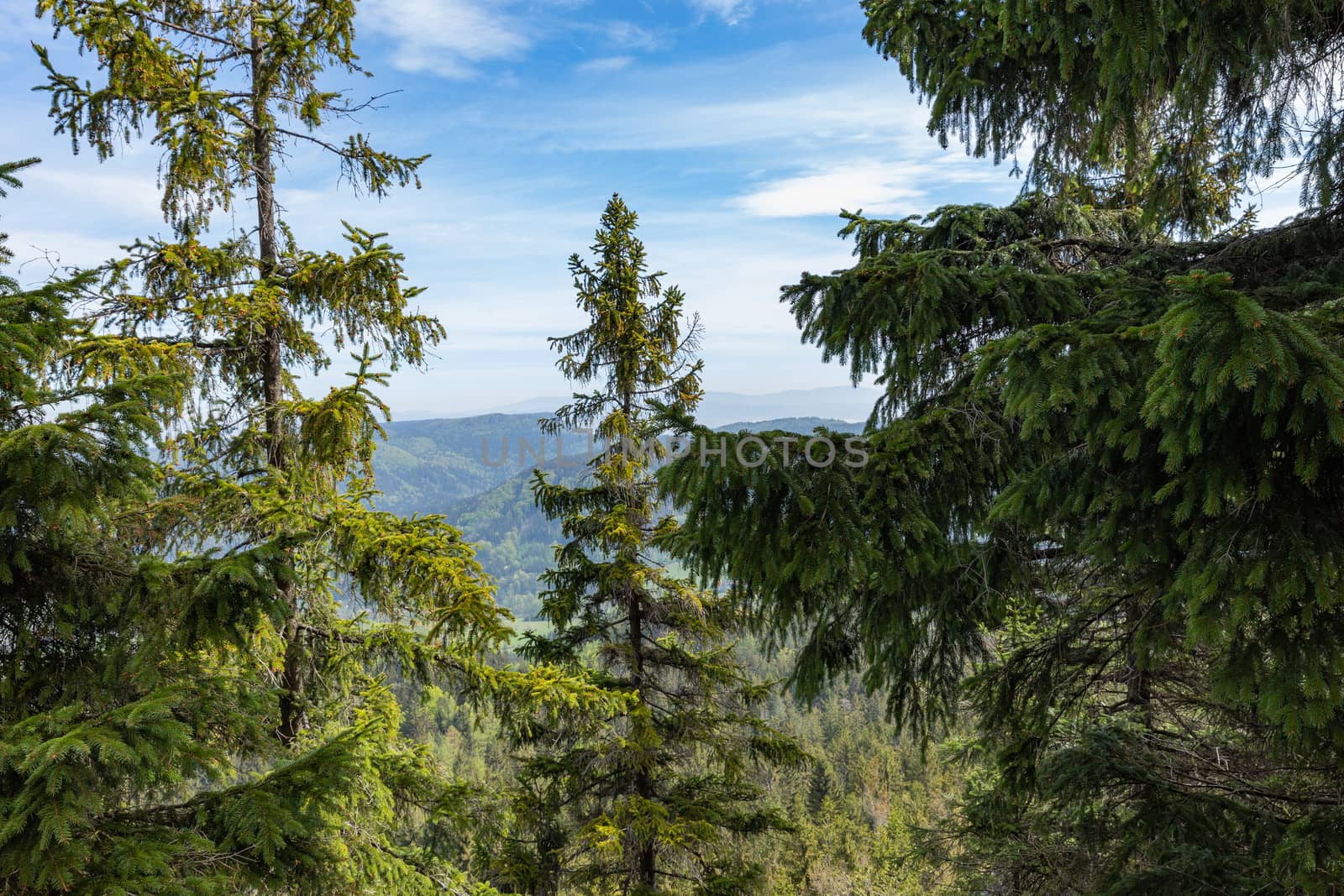 Forest in Stolowe Mountains National Park in Kudowa-Zdroj, Polan by mariusz_prusaczyk