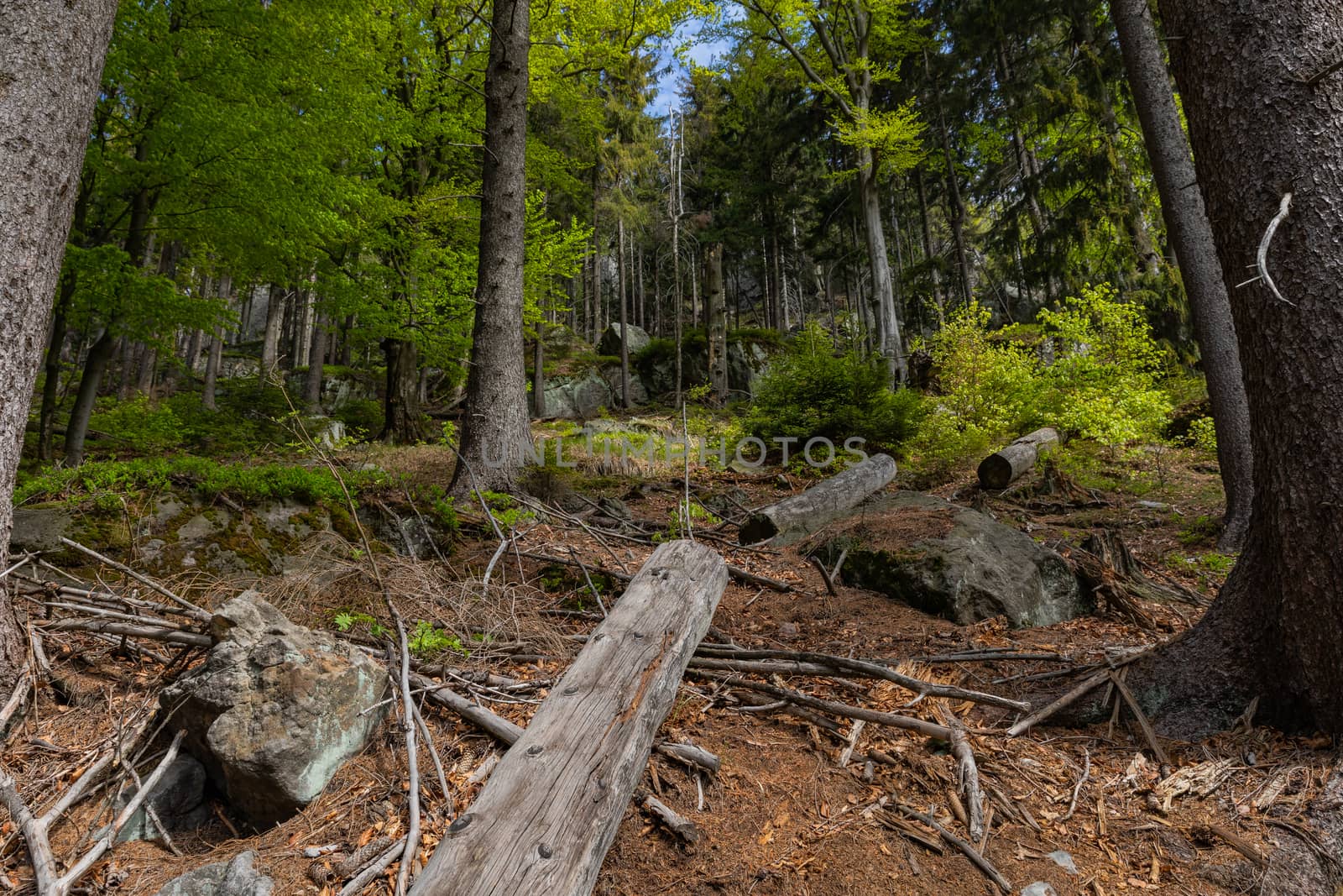 Forest in Stolowe Mountains National Park in Kudowa-Zdroj, Polan by mariusz_prusaczyk