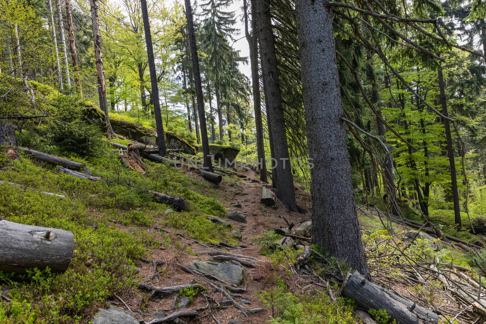 Forest in Stolowe Mountains National Park in Kudowa-Zdroj, Polan by mariusz_prusaczyk