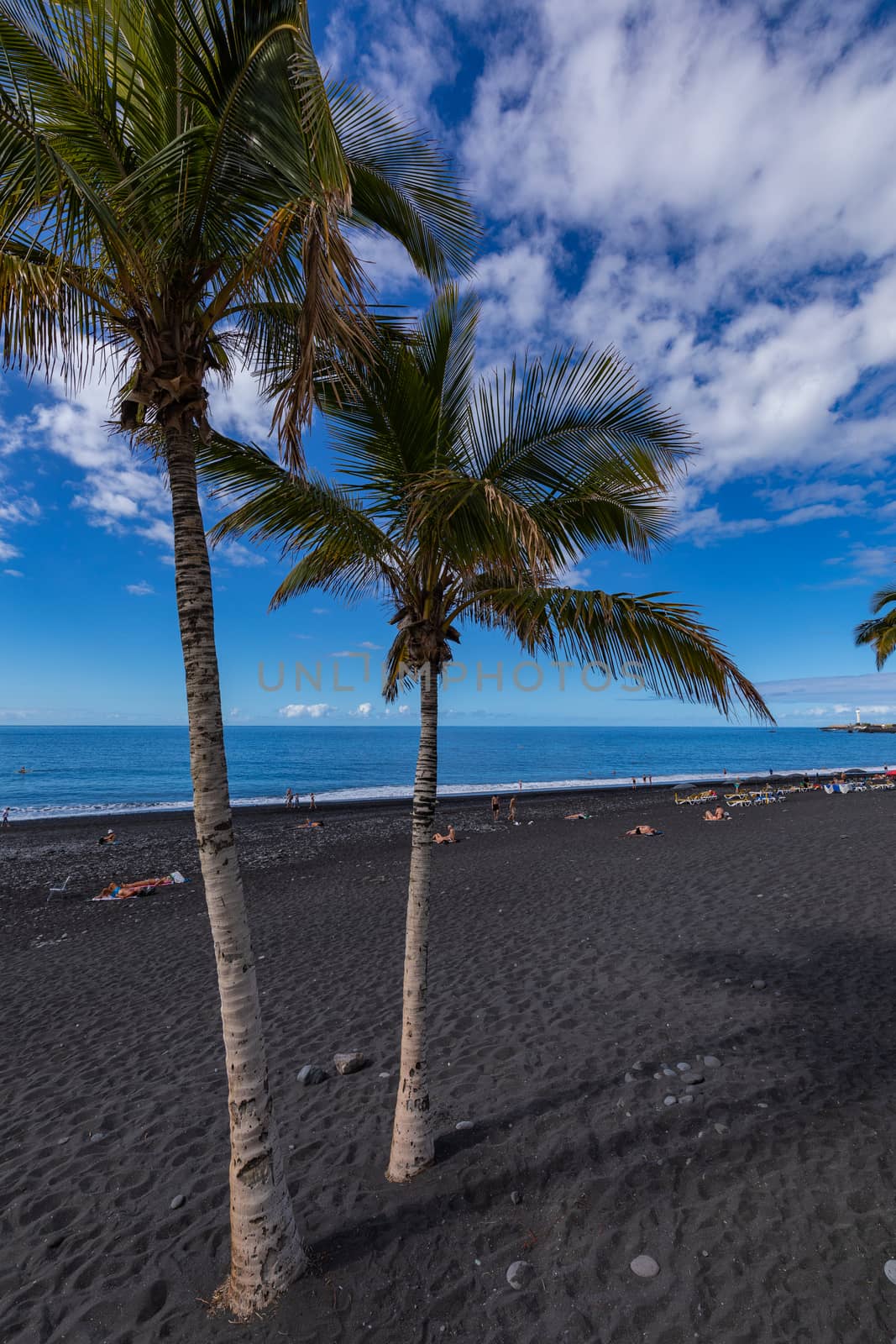 Palms  at beach with black lava sand at Puerto Naos in La Palma Island, Canary Island, Spain.