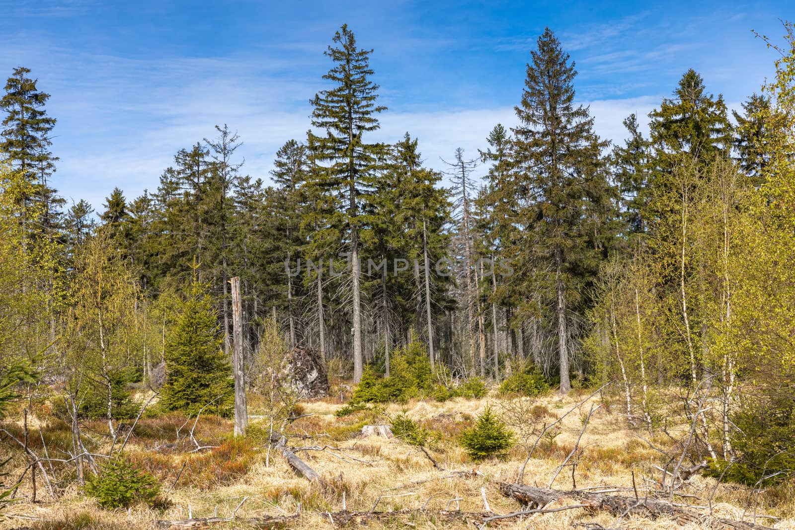 Stolowe Mountains National Park in Kudowa-Zdroj, Poland. A popul by mariusz_prusaczyk