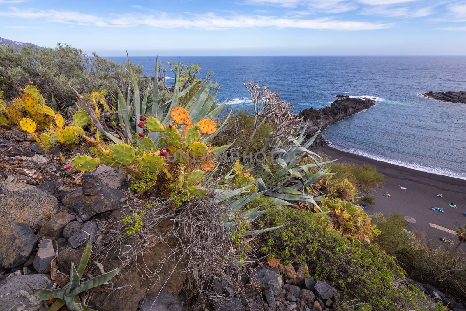 Tropical cactus garden and black sand beach at Los Cancajos. La  by mariusz_prusaczyk