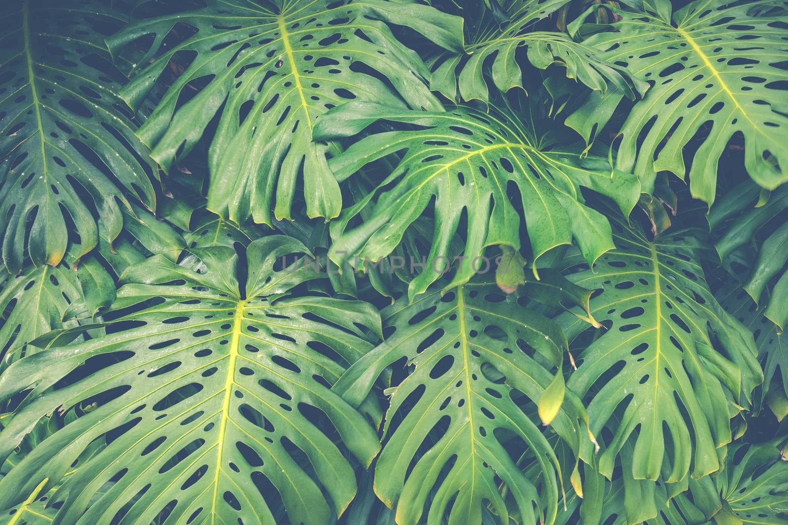 Close up Pile of Leaves Monsters with palm leaves. by mariusz_prusaczyk