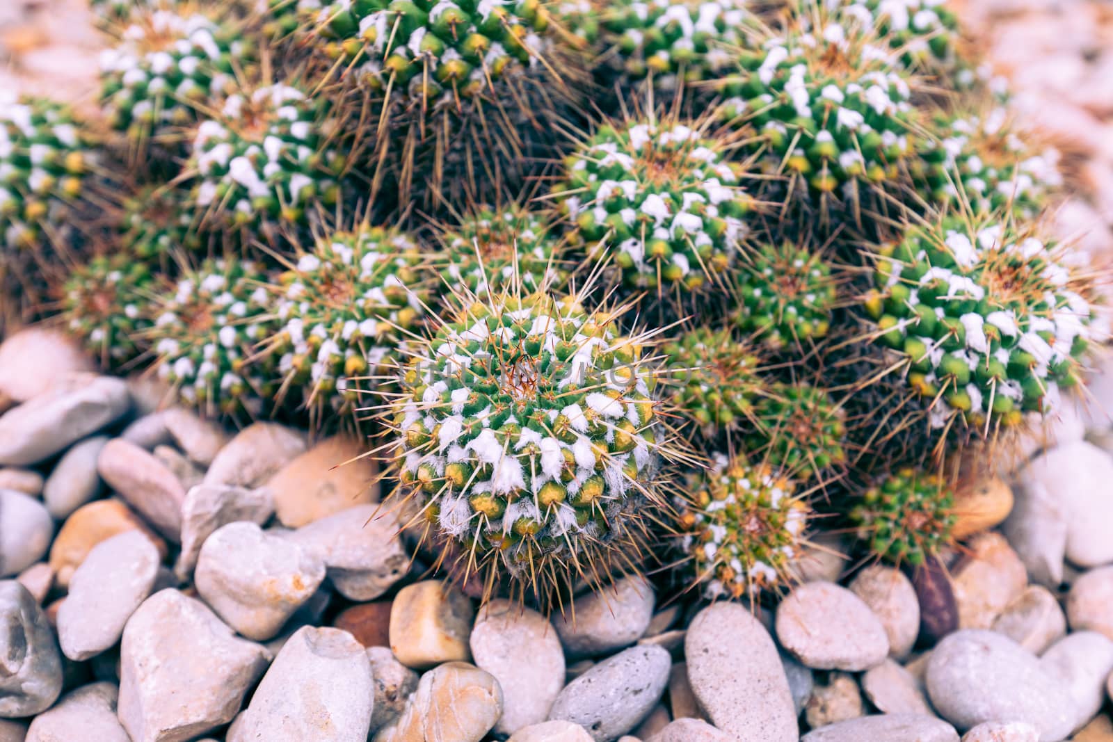 Close up cactus at natural ground. by mariusz_prusaczyk