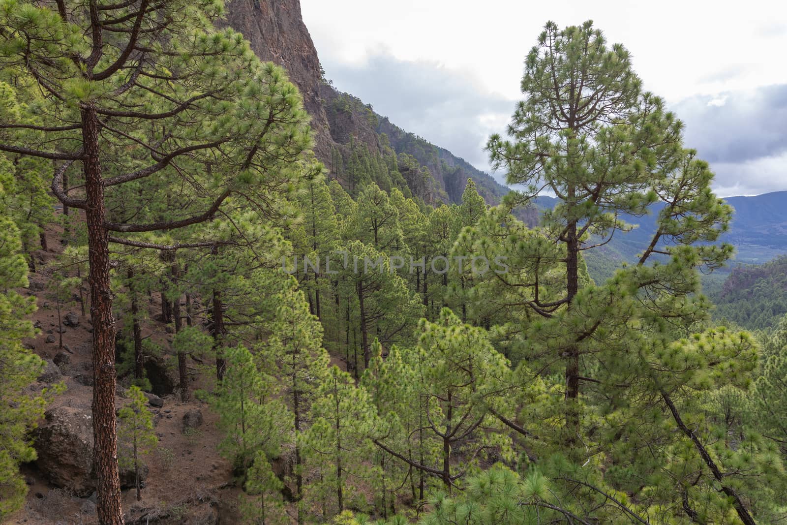 Pine forest at Caldera de Taburiente National Park. Viewpoint La Cumbrecita, La Palma, Canary Island, Spain.