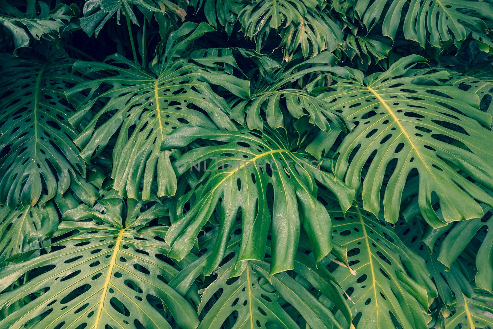 Close up Pile of Leaves Monsters with palm leaves. by mariusz_prusaczyk