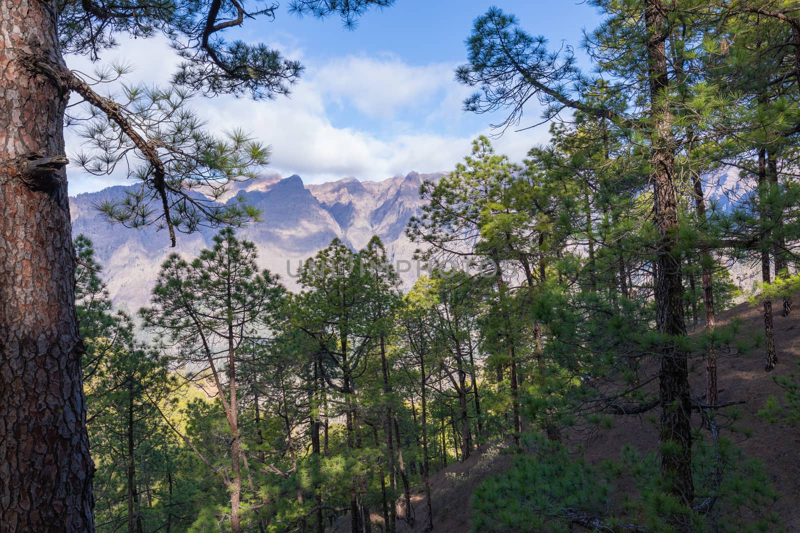 Pine forest at Caldera de Taburiente National Park. Viewpoint La by mariusz_prusaczyk
