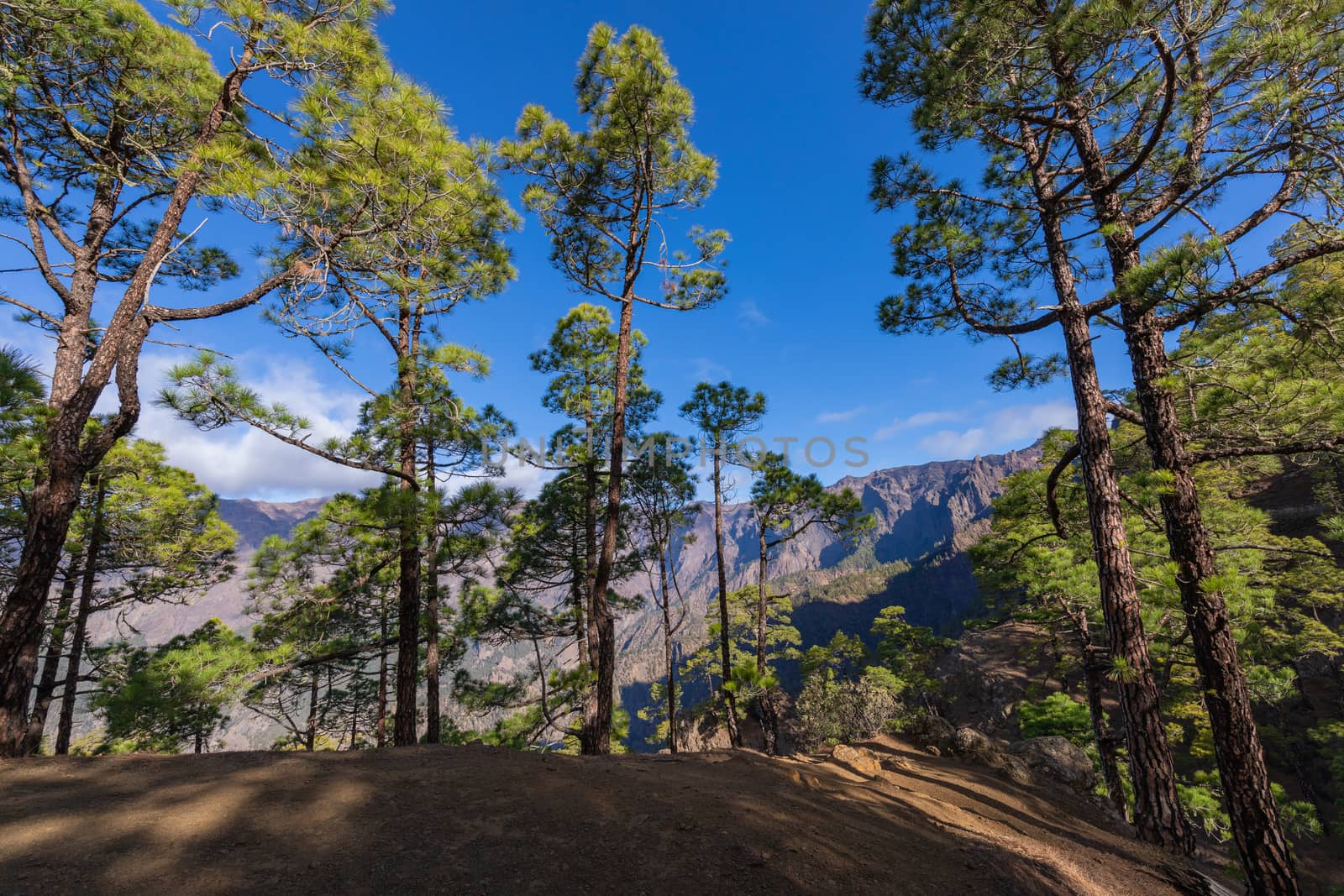 Pine forest at Caldera de Taburiente National Park. Viewpoint La Cumbrecita, La Palma, Canary Island, Spain.