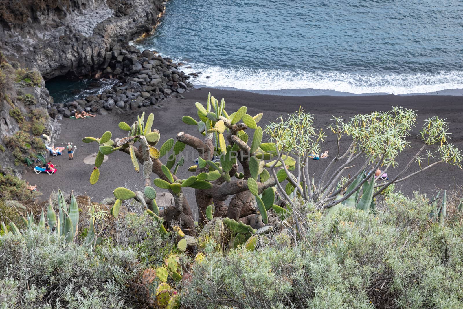 Tropical cactus garden and black sand beach at Los Cancajos. La  by mariusz_prusaczyk