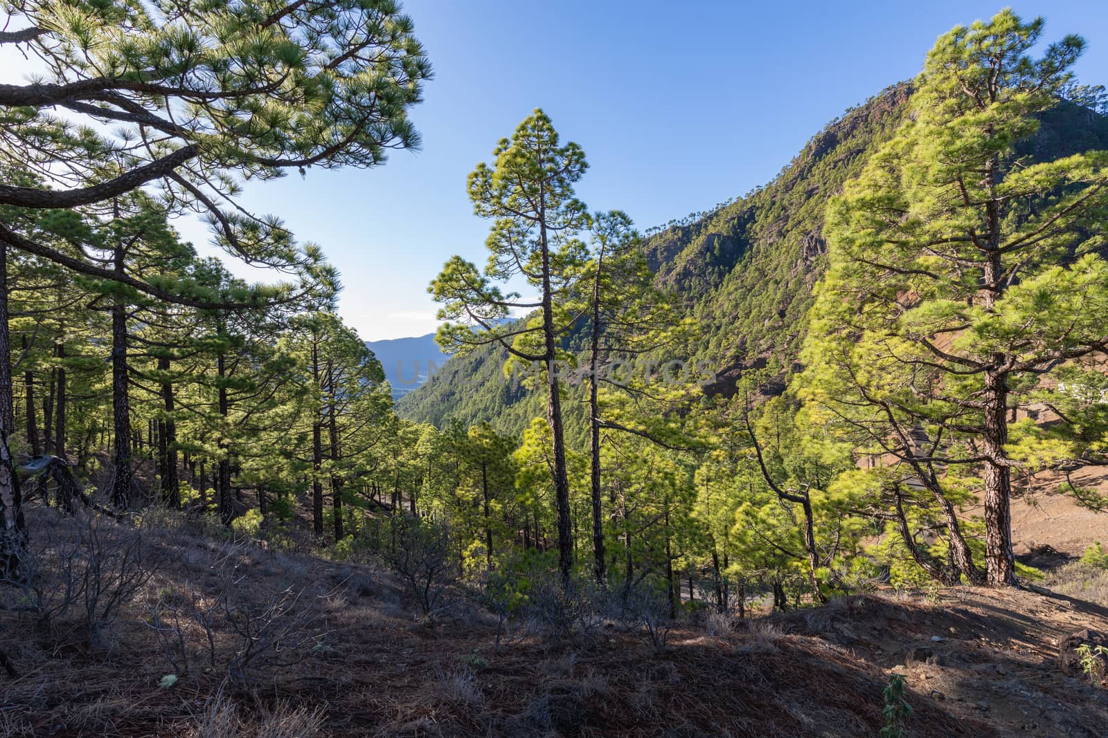 Pine forest at Caldera de Taburiente National Park. Viewpoint La Cumbrecita, La Palma, Canary Island, Spain.