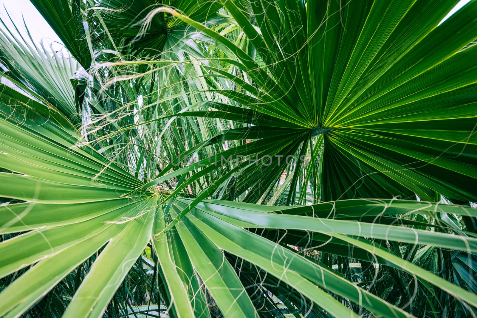 Yellow ang green palm tree leaves.