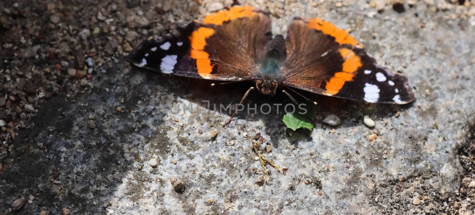 Red Admiral butterfly. Vanessa atalanta sitting on a cobblestone by MP_foto71