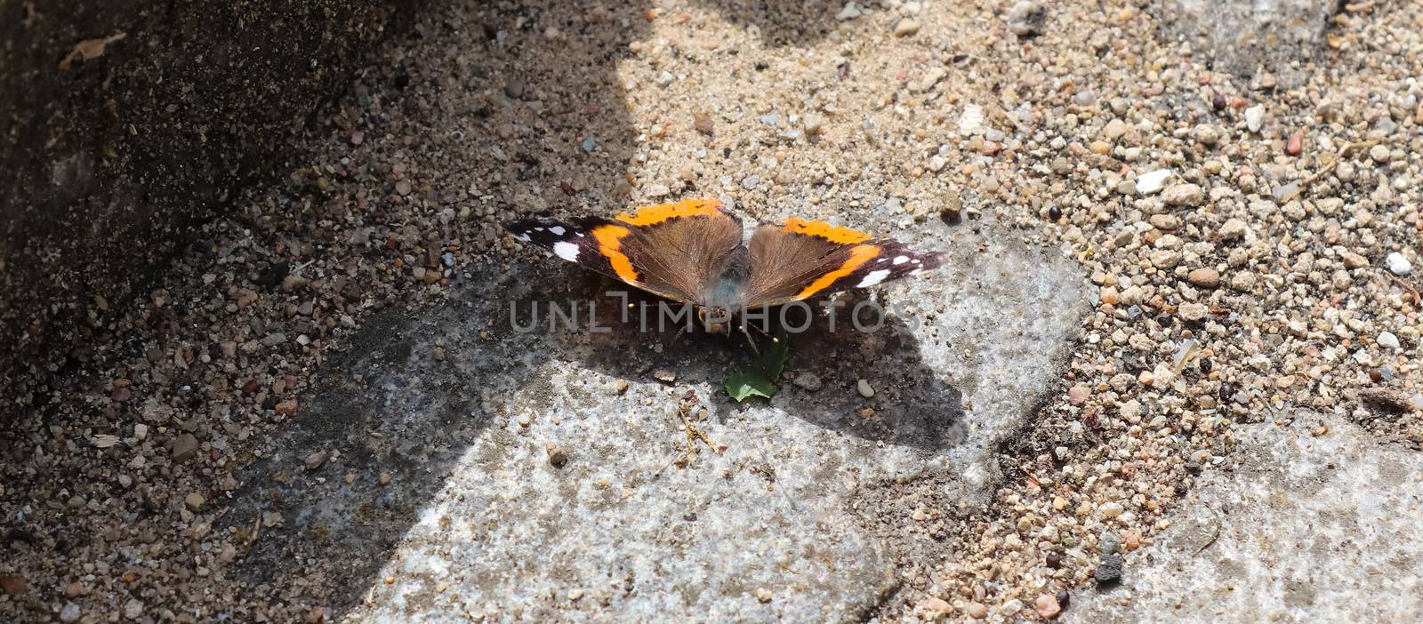 Red Admiral butterfly. Vanessa atalanta sitting on a cobblestone by MP_foto71