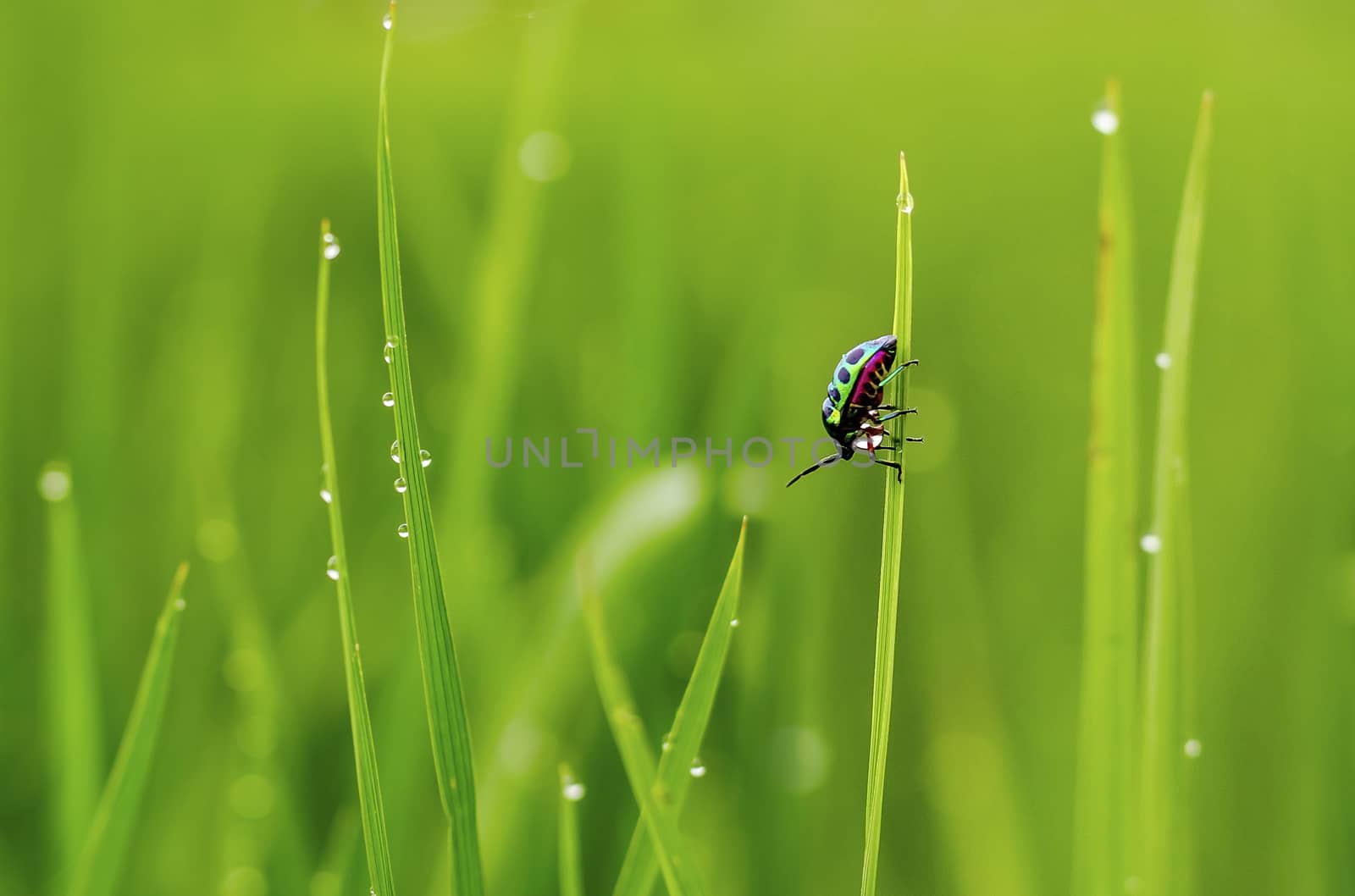 A color full insect on grass after rain