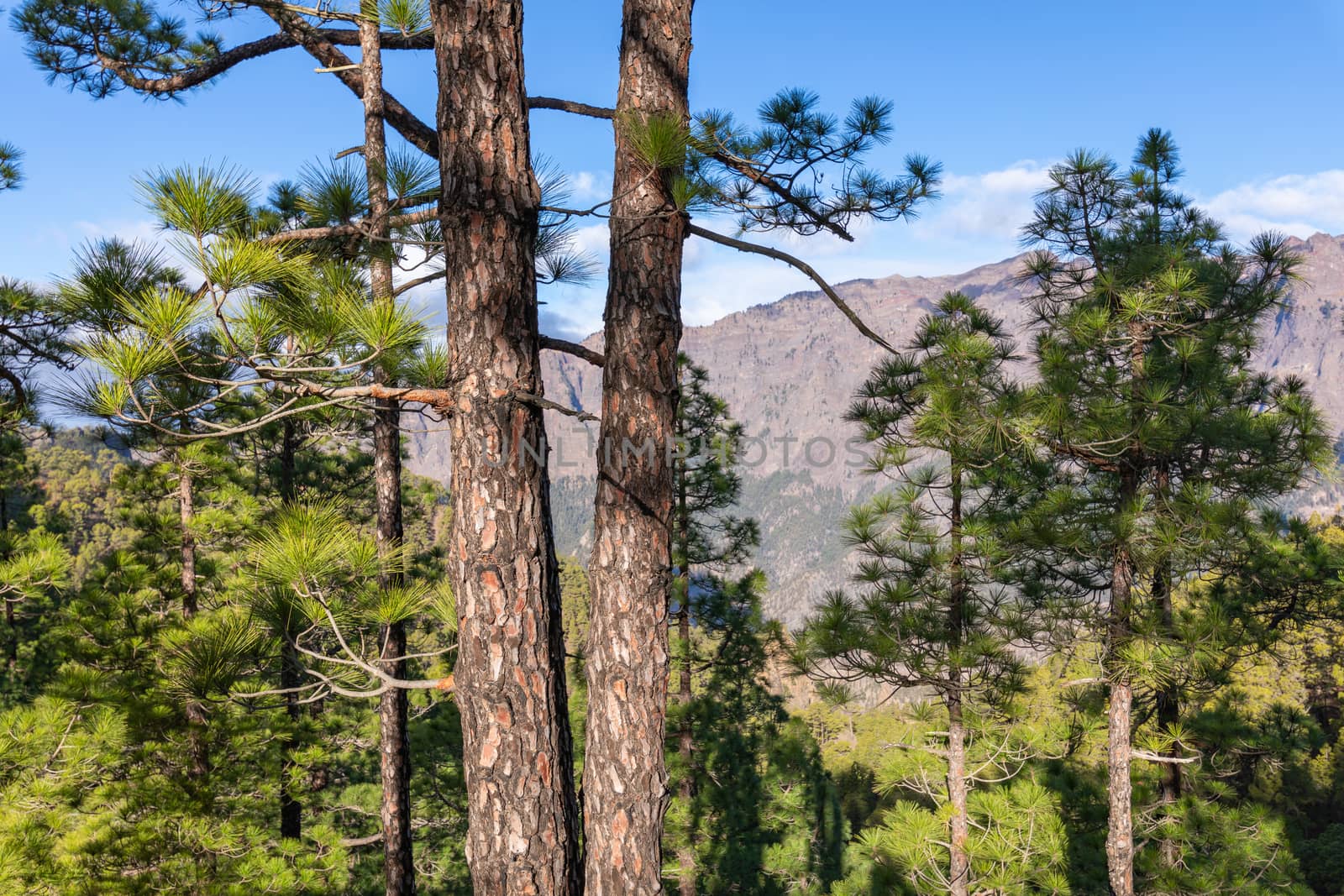 Pine forest at Caldera de Taburiente National Park. Viewpoint La by mariusz_prusaczyk