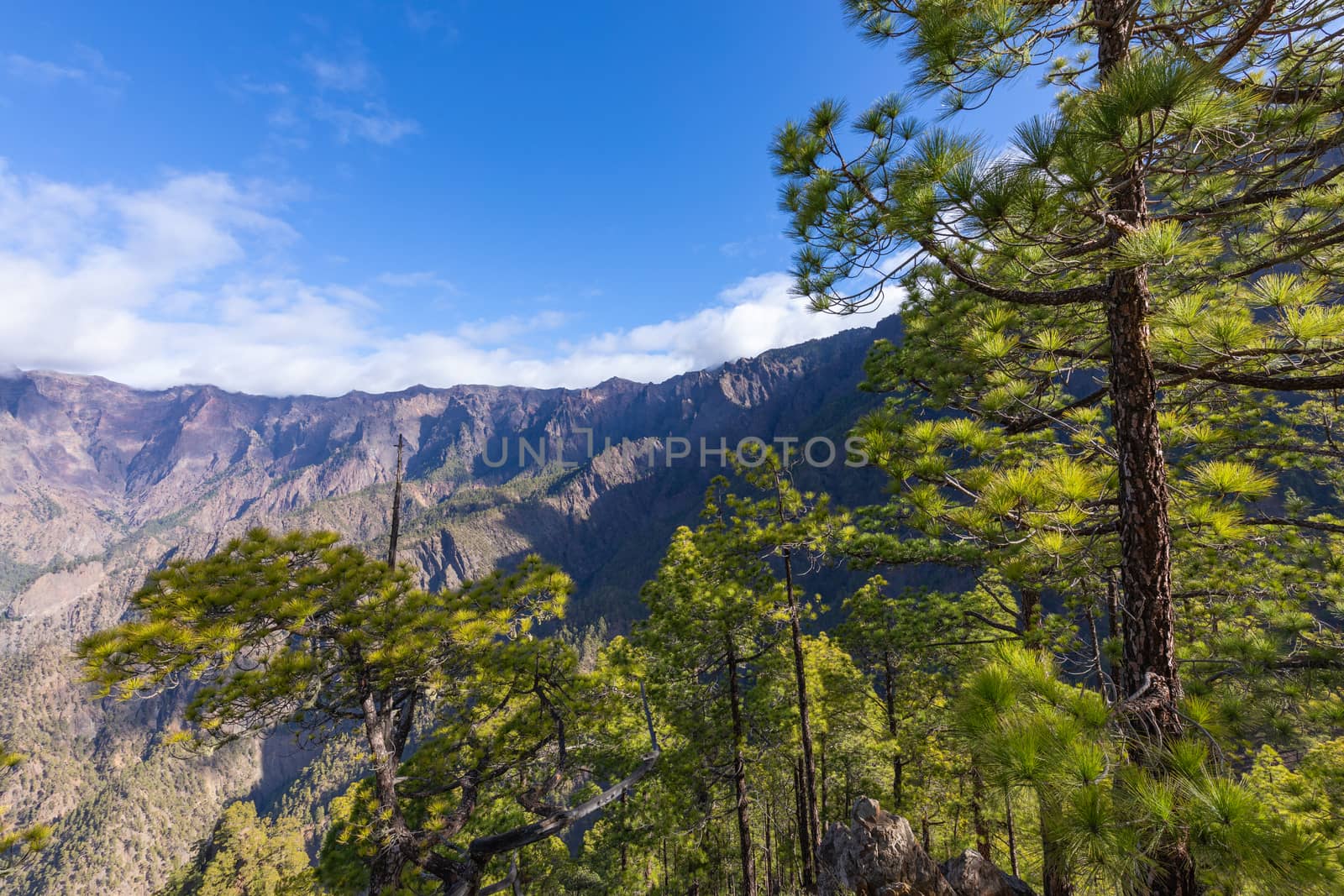 Pine forest at Caldera de Taburiente National Park. Viewpoint La by mariusz_prusaczyk