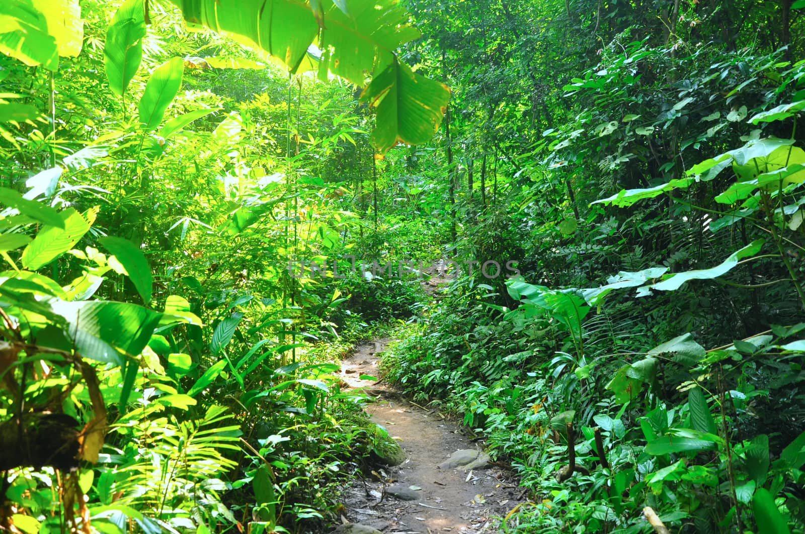 The pathway to the summit and the trees grow on both sides, Phu Soi Dao national park, Thailand.